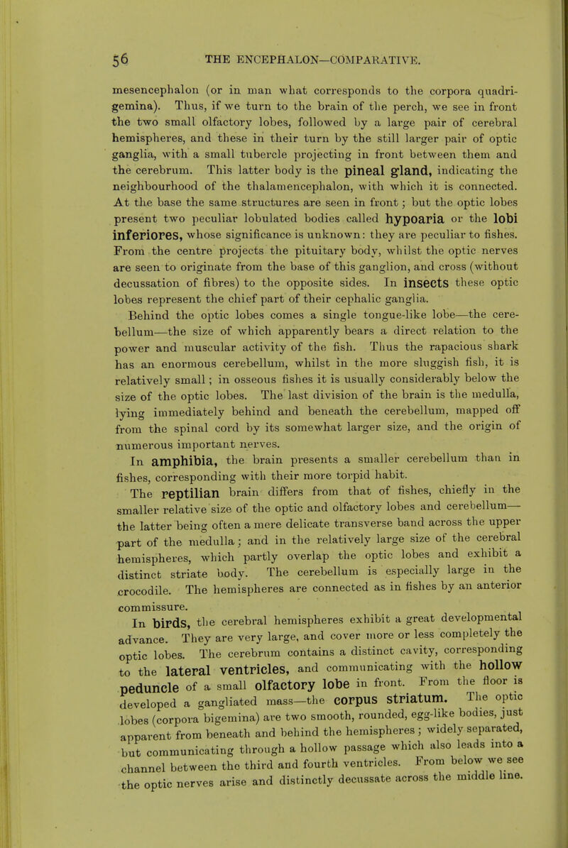 mesencephalon (or in man what corresponds to the corpora quadri- gemina). Thus, if we turn to the brain of the perch, we see in front the two small olfactory lobes, followed by a large pair of cerebral hemispheres, and these in their turn by the still larger pair of optic ganglia, with a small tubercle projecting in front between them and the cerebrum. This latter body is the pineal gland, indicating the neighbourhood of the thalamencephalon, with which it is connected. At the base the same structures are seen in front; but the optic lobes present two peculiar lobulated bodies called hypoarla or the lobi inferiores, whose significance is unknown: they are peculiar to fishes. From the centre projects the pituitary body, whilst the optic nerves are seen to originate from the base of this ganglion, and cross (without decussation of fibres) to the opposite sides. In insectS these optic lobes represent the chief part of their cephalic ganglia. Behind the optic lobes comes a single tongue-like lobe—the cere- bellum—the size of which apparently bears a direct relation to the power and muscular activity of the fish. Thus the rapacious shark has an enormous cerebellum, whilst in the more sluggish fish, it is relatively small; in osseous fishes it is usually considerably below the size of the optic lobes. The last division of the brain is the medulla, lying immediately behind and beneath the cerebellum, mapped off from the spinal coi'd by its somewhat larger size, and the origin of numerous important nerves. In amphibia, the brain presents a smaller cerebellum than in fishes, corresponding with their more torpid habit. The reptilian brain differs from that of fishes, chiefly in the smaller relative size of the optic and olfactory lobes and cerebellum— the latter being often a mere delicate transverse band across the upper ■part of the medulla; and in the relatively large size of the cerebral ■hemispheres, which partly overlap the optic lobes and exhibit a distinct striate body. The cerebellum is especially large in the crocodile. The hemispheres are connected as in fishes by an anterior commissure. In birds, the cerebral hemispheres exhibit a great developmental advance. They are very large, and cover more or less completely the optic lobes. The cerebrum contains a distinct cavity, corresponding to the lateral ventricles, and communicating with the hollow peduncle of a small olfactory lobe in front. From the floor is developed a gangliated mass—the corpuS Striatum. The optic lobes (corpora bigemina) are two smooth, rounded, egg-like bodies, just apparent from beneath and behind the hemispheres ; widely separated, but communicating through a hollow passage which also leads into a channel between the third and fourth ventricles. From below we see ■the optic nerves arise and distinctly decussate across the middle hne.