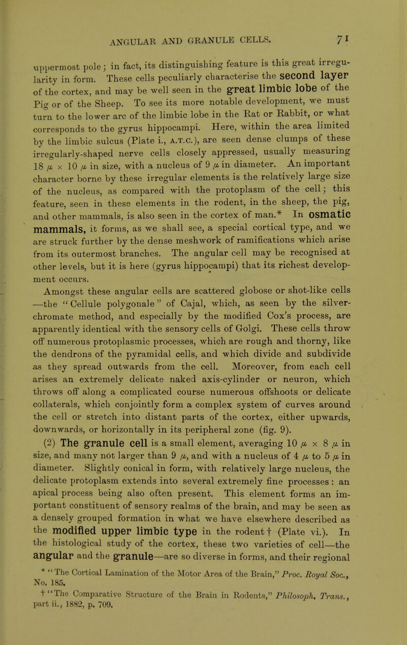 uppermost pole; in fact, its distinguishing feature is this great irregu- larity in form. These cells peculiarly characterise the second layer of the cortex, and may be well seen in the great limbic lobe of the Pig or of the Sheep. To see its more notable development, we must turn to the lower arc of the limbic lobe in the Rat or Rabbit, or what corresponds to the gyrus hippocampi. Here, within the area limited by the limbic sulcus (Plate i., a.t.c), are seen dense clumps of these irregularly-shaped nerve cells closely appressed, usually measuring 18 fi X 10//<in size, with a nucleus of 9 /x, in diameter. An important character borne by these irregular elements is the relatively large size of the nucleus, as compared with the protoplasm of the cell; this feature, seen in these elements in the rodent, in the sheep, the pig, and other mammals, is also seen in the cortex of man.^ In OSmatiC mammals, it forms, as we shall see, a special cortical type, and we are struck further by the dense meshwork of ramifications which arise from its outermost branches. The angular cell may be recognised at other levels, but it is here (gyrus hippocampi) that its richest develop- ment occurs. Amongst these angular cells are scattered globose or shot-like cells —the  Cellule polygonale  of Cajal, which, as seen by the silver- chromate method, and especially by the modified Cox's process, are apparently identical with the sensory cells of Golgi. These cells throw ofi numerous protoplasmic processes, which are rough and thorny, like the dendrons of the pyramidal cells, and which divide and subdivide as they spread outwards from the cell. Moreover, from each cell arises an extremely delicate naked axis-cylinder or neuron, which throws ofi along a complicated course numerous offshoots or delicate collaterals, which conjointly form a complex system of curves around the cell or stretch into distant parts of the cortex, either upwards, downwards, or horizontally in its peripheral zone (fig. 9). (2) The granule cell is a small element, averaging 10 /-t x 8 /a, in size, and many not larger than 9 /x, and with a nucleus of 4 ^ct to 5 /a in diameter. Slightly conical in form, with relatively large nucleus, the delicate protoplasm extends into several extremely fine processes: an apical process being also often present. This element forms an im- portant constituent of sensory realms of the brain, and may be seen as a densely grouped formation in what we have elsewhere described as the modified upper limbic type in the rodent f (Plate vi.). In the histological study of the cortex, these two varieties of cell—the angular and the granule—are so diverse in forms, and their regional *  The Cortical Lamination of the Motor Area of the Brain, Proc. Royal Soc.j No. 185. tThe Comparative Structure of the Brain in Rodents, Philosoph, Tram., partii., 1882, p. 709.