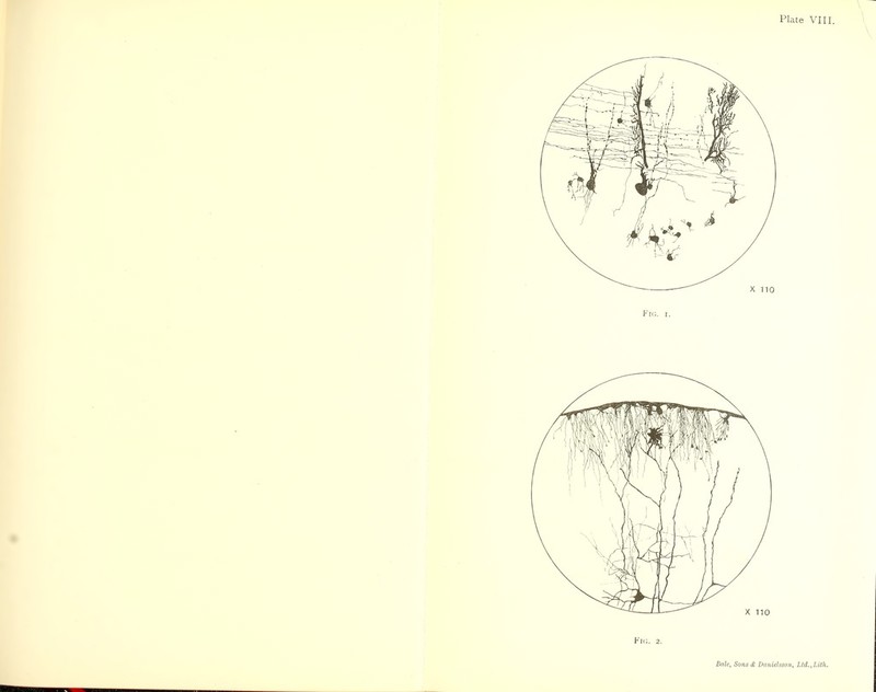 Plate VIII \ \ VlG. 2.