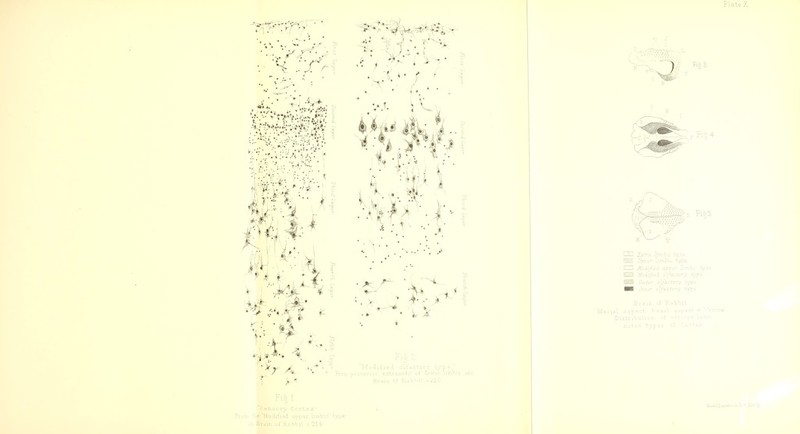 1. 'Sensory CcrLex. From tlie Modified upper limbic' type, i!'. Brain of Rabtii /, 214- Plate X ■BaleiEsnia!si,>.oi.l-.'i ,Scv..p