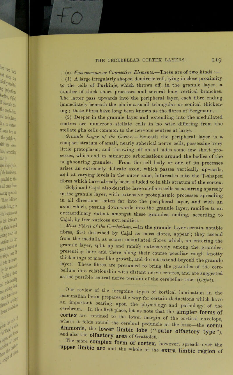 (c) Non-nervous or Connective Elements.—These are of twio kinds :— (1) A large irregularly shaped dendritic cell, lying in close proximity to the cells of Purkinje, which throws off, in the granule layer, a number of thick short processes and several long vertical branches. The latter pass upwards into the peripheral layer, each fibre ending immediately beneath the pia in a small triangular or conical thicken- ing ; these fibres have long been known as the fibres of Bergmann. (2) Deeper in the granule layer and extending into the medullated centres are numerous stellate cells in no wise difiering from the stellate glia cells common to the nervous centres at large. Granule Layer of the Cortex.—Beneath the peripheral layer is a compact stratum of small, nearly spherical nerve cells, possessing very little protoplasm, and throwing ofi on all sides some few short pro- cesses, which end in miniature arborisations around the bodies of the neighbouring granules. From the cell body or one of its processes arises an extremely delicate axon, which passes vertically upwards, and, at varying levels in the outer zone, bifurcates into the T-shaped fibres which have already been alluded to in this stratum of the cortex, Golgi and Cajal also describe large stellate cells as occurring sparsely in the granule layer, with extensive protoplasmic processes spreading in all directions—often far into the peripheral layer, and with an axon which, passing downwards into the granule layer, ramifies to an extraordinary extent amongst these granules, ending, according to Cajal, by free varicose extremities. Moss Fibres of the Cerebellum.—In the granule layer certain notable fibres, first described by Cajal as moss fibres, appear; they ascend from the medulla as coarse medullated fibres which, on entering the granule layer, split up and ramify extensively among the granules, presenting here and there along their course peculiar rough knotty thickenings or moss-like growth, and do not extend beyond the granule layer. These fibres are presumed to bring the granules of the cere- bellum into relationship with distant nerve centres, and are suggested as the possible central nerve termini of the cerebellar tract {Cajal). Our review of the foregoing types of cortical lamination in the mammalian brain prepares the way for certain deductions which have an important bearing upon the physiology and pathology of the cerebrum. In the first place, let us note that the simpler forms of cortex are confined to the lower margin of the cortical envelope, where it folds round the cerebral peduncle at the base-the COrnu Ammoms, the lower limbic lobe (outer olfactory type), and also the olfactory area of Gratiolet. y yy h The more complex form of cortex, however, spreads over the upper limbic arc and the whole of the extra limbic region of