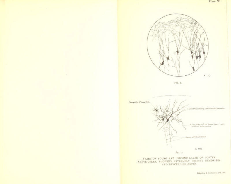 Plate XL Connective Tissue Cell.. X 110 Fig. 2. BRAIN OF YOUNG RAT: SECOND LAYER. OF CORTEX ERVE-CELLS, SHOWINC, EXTREMELY HIRSUTE DENDRITES AND DESCENDING AXONS. Bale, Sons £ Danielsson, Ltd.LUh.
