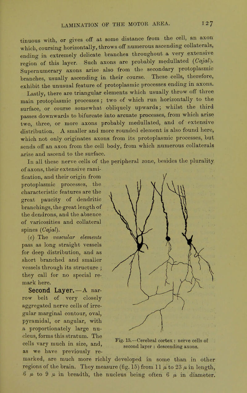 tinuous with, or gives off at some distance from the cell, an axon which, coursing horizontally, throws off numerous ascending collaterals, ending in extremely delicate branches throughout a very extensive region of this layer. Such axons are probably medullated (Cajal). Supernumerary axons arise also from the secondary protoplasmic branches, usually ascending in their course. These cells, therefore, exhibit the unusual feature of protoplasmic processes ending in axons. Lastly, there are triangular elements which usually throw off three main protoplasmic processes; two of which run horizontally to the surface, or course somewhat obliquely upwards; whilst the third passes downwards to bifurcate into arcuate processes, from which arise two, three, or more axons probably medullated, and of extensive distribution. A smaller and more rounded element is also found here, which not only originates axons from its protoplasmic processes, but sends off an axon from the cell body, from which numerous collaterals arise and ascend to the surface. In all these nerve cells of the peripheral zone, besides the plurality of axons, their extensive rami- fication, and their origin from protoplasmic processes, the characteristic features are the great paucity of dendritic branchings, the great length of the dendrons, and the absence of varicosities and collateral spines (Cajal). (c) The vascular elements pass as long straight vessels for deep distribution, and as short branched and smaller vessels through its structure ; they call for no special re- mark here. Second Layer.—A nar- row belt of very closely aggregated nerve cells of irre- gular marginal contour, oval, pyramidal, or angular, with a proportionately large nu- cleus, forms this stratum. The cells vary much in size, and, as we have previously re- marked, are much more richly developed in some than in other regions of the brain. They measure (fig. 16) fi'om 11 //, to 23 /a in length, 6 /o, to 9 /X in breadth, the nucleus being often 6 in diameter. Fig. 15.—Cerebral cortex : uerve cells of second layer : descending axons.