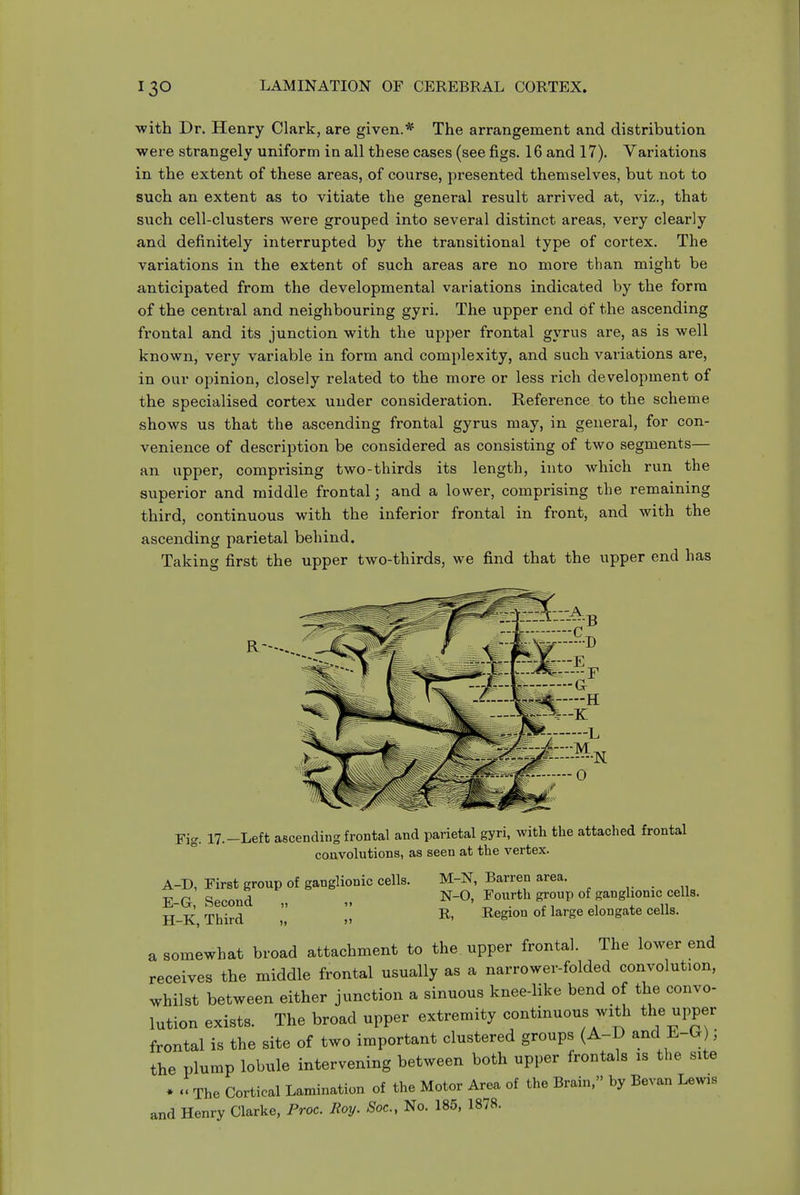 ■with Dr. Henry Clark, are given.* The arrangement and distribution were strangely uniform in all these cases (see figs. 16 and 17). Variations in the extent of these areas, of course, presented themselves, but not to such an extent as to vitiate the general result arrived at, viz., that such cell-clusters were grouped into several distinct areas, very clearly and definitely interrupted by the transitional type of cortex. The variations in the extent of such areas are no more than might be anticipated from the developmental variations indicated by the form of the central and neighbouring gyri. The upper end of the ascending frontal and its junction with the upper frontal gyrus are, as is well known, very variable in form and complexity, and such variations are, in our opinion, closely related to the more or less rich development of the specialised cortex under consideration. Reference to the scheme shows us that the ascending frontal gyrus may, in general, for con- venience of description be considered as consisting of two segments— an upper, comprising two-thirds its length, into which run the superior and middle frontal; and a lower, comprising the remaining third, continuous with the inferior frontal in front, and with the ascending parietal behind. Taking first the upper two-thirds, we find that the upper end has Fig. 17.-Left ascending frontal and parietal gyri, with the attached frontal convolutions, as seen at the vertex. A-D, First group of ganglionic cells. M-N, Barren area. . E-G, Second „ „ N-O, Fourth grouv of ganglionic cells. H-K Third „ ,> Region of large elongate cells. a somewhat broad attachment to the upper frontal. The lower end receives the middle frontal usually as a narrower-folded convolution, whilst between either junction a sinuous knee-like bend of the convo- lution exists. The broad upper extremity continuous with the upper frontal is the site of two important clustered groups (A-D and E-G ; the plump lobule intervening between both upper frontals is the site • The Cortical Lamination of the Motor Area of the Brain. by Bevan Lewis and Henry Clarke, Proc. Rorj. Soc, No. 185, 1878.