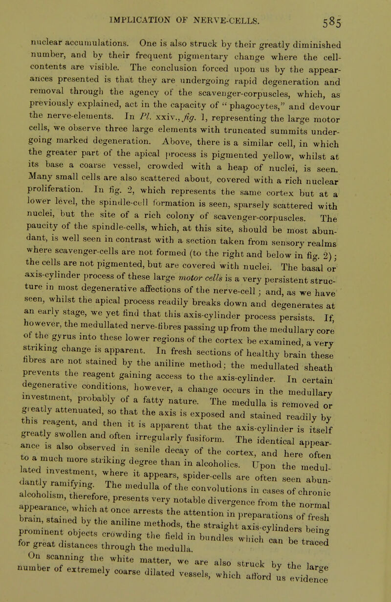 IMPLICATION OF NERVE-CELLS. 58s nuclear accumulations. One is also struck by their greatly diminished number, and by their frequent pigmentary change where the cell- contents are visible. The conclusion forced upon us by the appear- ances presented is that they are undergoing rapid degeneration and removal through the agency of the scavenger-corpuscles, which, as previously explained, act in the capacity of  phagocytes, and devour the nerve-elements. In PI. xxiv.,>^. 1, representing the large motor cells, we observe three large elements with truncated summits under- going marked degeneration. Above, there is a similar cell, in which the greater part of the apical process is pigmented yellow, whilst at its base a coarse vessel, crowded with a heap of nuclei, is seen. Many small cells are also scattered about, covered with a rich nuclear proliferation. In fig. 2, which represents the same cortex but at a lower level, the spindle-cell formation is seen, sparsely scattered with nuclei, but the site of a rich colony of scavenger-corpuscles. The paucity of the spindle-cells, which, at this site, should be most abun- dant, is well seen in contrast with a section taken from sensory realms where scavenger-cells are not formed (to the right and below in fig. 2); the cells are not pigmented, but are covered with nuclei. The ba^al or axis-cylinder process of these large motor cells is a very persistent struc- ture in most degenerative affections of the nerve-cell; and, as we have seen, whilst the apical process readily breaks down and degenerates at an early stage, we yet find that this axis-cylinder process persists If however, the medullated nerve-fibres passing up from the medullary core of the gyrus into these lower regions of the cortex be examined a very striking change is apparent. In fresh sections of healthy brain these fibres are not stained by the aniline method; the medullated sheath prevents the reagent gaining access to the axis-cylinder. In certain degenerative conditions, however, a change occurs in the medullary investment, probably of a fatty nature. The medulla is removed or g. eatly attenuated, so that the axis is exposed and stained readily by this reagent, and then it is apparent that the axis-cylinder is itself greatly swollen and often irregularly fusiform. The identical ap ea ance is also observed in senile decay of the cortex, and hereTen o a much more striking degree than in alcoholics. Upon the meduT lated investment, where it appears, spider-cells are often Zln ltun dantly ramifying. The n.edulla of the convolutions in cases of ch.n alcoholism, therefore, presents very notable diver^enc fror the n 1 appearance, which at once arrests the attention in^ prep^-alns of^^^^^^^ brain stained by the aniline methods, the straight'aXy ^ders b prominent objects crowding the field in bundles wT^ch lf rt ^ for great distances through the medulla. ^^^^ On scanning the white matter, we are also strn^t K . nu.be. or e,.e.e>, coa.e .i.a.d vess., t.XZtaVt^Z