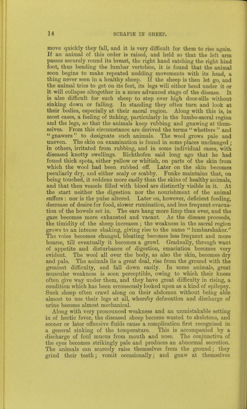 move quickly they fall, and it is very difficult for them to rise again. If an animal of this order is raised, and held so that the left arm passes securely round its breast, the right hand catching the right hind foot, thus bending the lumbar vertebrae, it is found that the animal soon begins to make repeated nodding movements with its head, a thing never seen in a healthy sheep. If the sheep is then let go, and the animal tries to get on its feet, its legs will either bend under it or it will collapse altogether in a more advanced stage of the disease. It is also difficult for such sheep to step over high door-silLs without sinking down or falling. In standing they often turn and look at their bodies, especially at their sacral region. Along with this is, in most cases, a feeling of itching, particularly in the lumbo-sacral region and the legs, so that the animals keep rubbing and gnawing at them- selves. From this circumstance are derived the terms  whetters  and gnawers to designate such animals. The wool grows psile and uneven. The skin on examination is found in some places unchanged; in others, irritated from rubbing, and in some individual cases, with diseased knotty swellings. Richthofen said long ago that he had found thick spots, either yellow or whitish, on parts of the skin from which the wool had been rubbed off. Later on the skin becomes peculiarly dry, and either scaly or scabby. Funke maintains that, on being touched, it reddens more easily than the skins of healthy animals, and that then vessels filled with blood are distinctly visible in it. At the start neither the digestion nor the nourishment of the animal suffers : nor is the pulse altered. Later on, however, deficient feeding, decrease of desire for food, slower rumination, and less frequent evacua- tion of the bowels set in. The ears hang more limp than ever, and the gaze becomes more exhausted and vacant. As the disease proceeds, the timidity of the sheep increases ; the weakness in the sacral region grows to an intense shaking, giving rise to the name  lumbarshaker. The voice becomes changed, bleating becomes less frequent and more hoarse, till eventually it becomes a growl. Gradually, through want of appetite and disturbance of digestion, emaciation becomes very evident. The wool all over the body, as also the skin, becomes dry and pale. The animals lie a great deal, rise from the ground with the greatest difficulty, and fall down easily. In some animals, great muscular weakness is soon perceptible, owing to which their knees often give way under them, and they have great difficulty in rising, a condition which has been erroneously looked upon as a kind of epilepsy. Such sheep often crawl along on their abdomen without being able almost to use their legs at all, whereby defaecation and discharge of urine become almost mechanical. Along with very pronounced weakness and an unmistakable setting in of hectic fever, the diseased sheep become wasted to skeletons, and sooner or later offensive fluids cause a complication first recognised in a general sinking of the temperature. This is accompanied by a discharge of foul mucus from mouth and nose. The conjunctiva of the eyes becomes strikingly pale and produces an abnormal secretion. The animals can scarcely raise themselves from the ground; they grind their teeth; vomit occasionally; and gnaw at themselves
