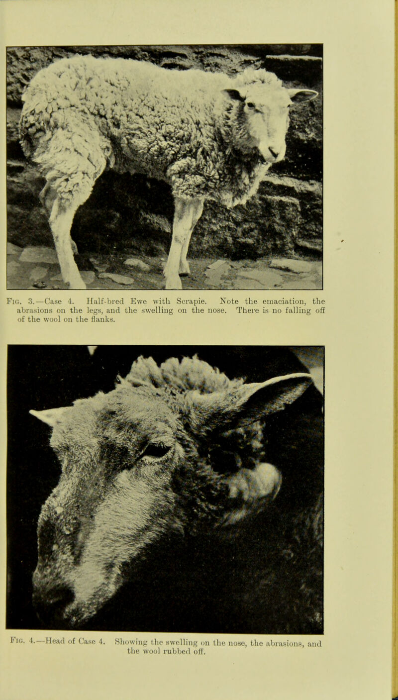 abrasions on the legs, and the swelling on the nose. There is no falling off of the wool on the flanks. [''iG. 4.—Head of Case 4. Showing the BwcUing on the nose, the abrasions, and the wool rubbed off.