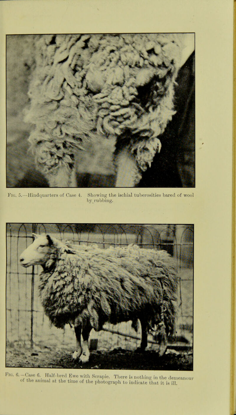 by rubbing. Fro. 6.-Case 6. Half-bred Ewe with Scrapie. There is notl,i„g in the demeanour of the animal at the time of the photograph to indicate that it is ill.