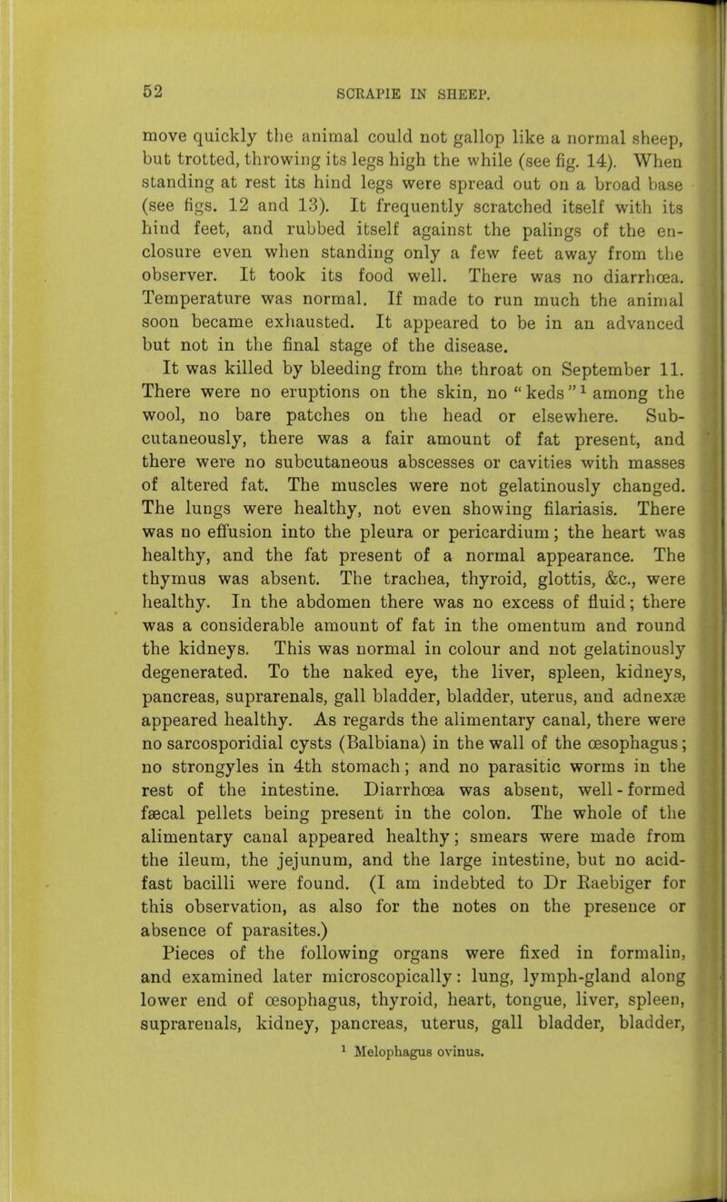 move quickly the animal could not gallop like a normal sheep, but trotted, throwing its legs high the while (see fig, 14). When standing at rest its hind legs were spread out on a broad base (see figs. 12 and 13). It frequently scratched itself with its hind feet, and rubbed itself against the palings of the en- closure even when standing only a few feet away from the observer. It took its food well. There was no diarrhoea. Temperature was normal. If made to run much the animal soon became exhausted. It appeared to be in an advanced but not in the final stage of the disease. It was killed by bleeding from the throat on September 11. There were no eruptions on the skin, no  keds ^ among the wool, no bare patches on the head or elsewhere. Sub- cutaneously, there was a fair amount of fat present, and there were no subcutaneous abscesses or cavities with masses of altered fat. The muscles were not gelatinously changed. The lungs were healthy, not even showing filariasis. There was no effusion into the pleura or pericardium; the heart was healthy, and the fat present of a normal appearance. The thymus was absent. The trachea, thyroid, glottis, &c., were healthy. In the abdomen there was no excess of fluid; there was a considerable amount of fat in the omentum and round the kidneys. This was normal in colour and not gelatinously degenerated. To the naked eye, the liver, spleen, kidneys, pancreas, suprarenals, gall bladder, bladder, uterus, and adnexse appeared healthy. As regards the alimentary canal, there were no sarcosporidial cysts (Balbiana) in the wall of the oesophagus; no strongyles in 4th stomach; and no parasitic worms in the rest of the intestine. Diarrhoea was absent, well - formed faecal pellets being present in the colon. The whole of the alimentary canal appeared healthy; smears were made from the ileum, the jejunum, and the large intestine, but no acid- fast bacilli were found. (I am indebted to Dr Kaebiger for this observation, as also for the notes on the presence or absence of parasites.) Pieces of the following organs were fixed in formalin, and examined later microscopically: lung, lymph-gland along lower end of oesophagus, thyroid, heart, tongue, liver, spleen, suprarenals, kidney, pancreas, uterus, gall bladder, bladder, ^ Melophagus ovinus.