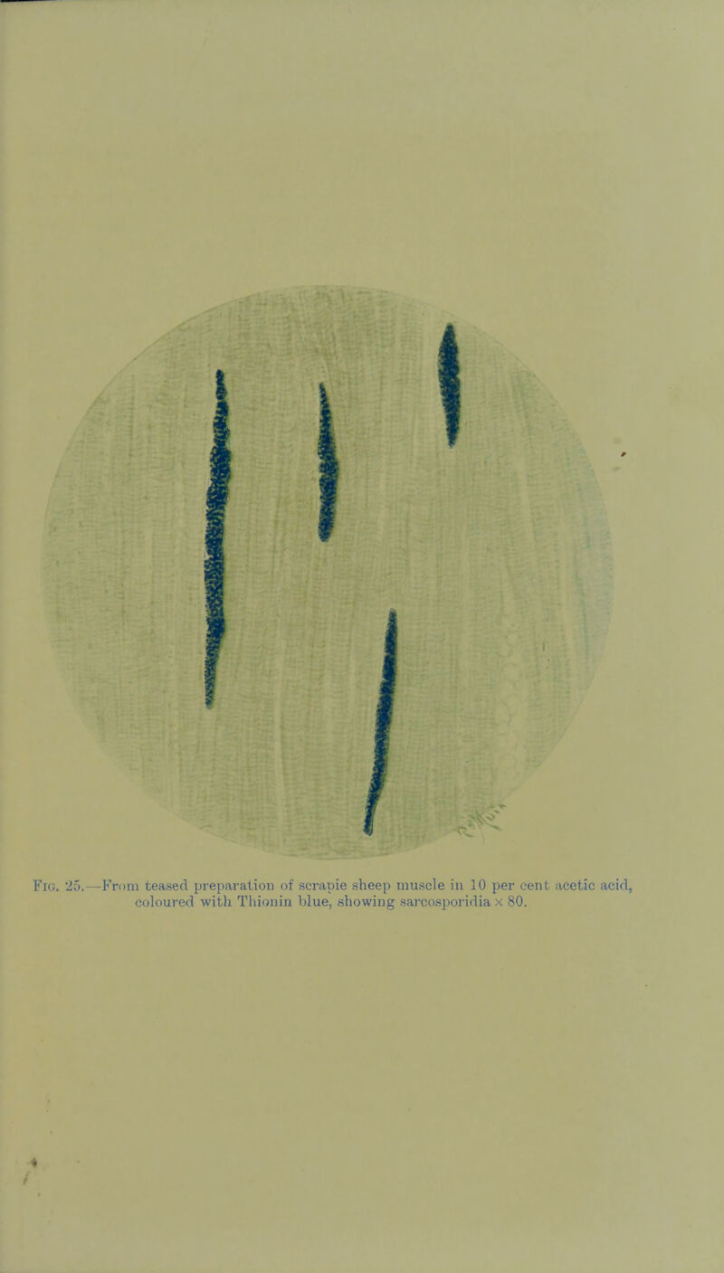 coloured with Thionin blue, showing sarco.sporidia x 80.