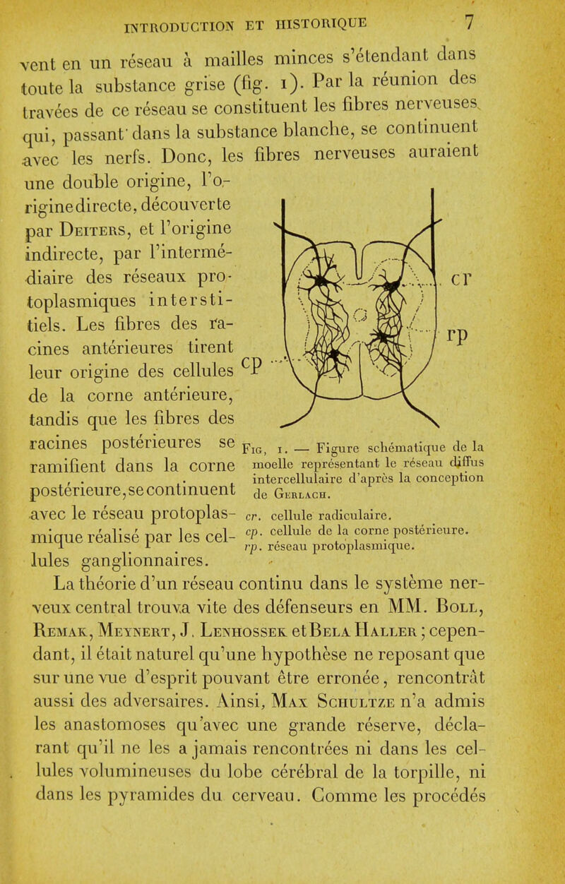 auraient vent en un reseau a mailles minces s'etendant dans toute la substance grise (%. i). Par la reunion des travees de ce reseau se constituent les fibres neryeuses. qui, passant dans la substance blanche, se continuent avec les nerfs. Done, les fibres nerveuses '--^^ une double origine, Fo- riginedirecte, decouverte par Deiters, et Forigine indirecte, par Tinterme- diaire des reseaux pro- toplasmiques intersti- tiels. Les fibres des ra- cines anterieures tirent leur origine des cellules de la corne anterieure, tandis que les fibres des racines posterieures se ramifient dans la corne moelle representant le reseau diffus , . . , intercellulaire d'aprcs la conception posterieure,secontinuent ^le Gkrlach. avec le reseau protoplas- mique realise par les cel- lules ganglionnaires. La theorie d'un reseau continu dans le systeme ner- veux central trouv.a vite des defenseurs en MM. Boll, Remar,Meynert, J. Lenhosser etBELAHaller ;cepen- dant, il etait naturel qu'une bypothese ne reposant que sur une vue d'esprit pouvant etre erronee, rencontrat aussi des adversaires. Ainsi, Max Schultze n'a admis les anastomoses qu'avec une grande reserve, decla- rant qu'il ne les a jamais rencontrees ni dans les cel- lules volumineuses du lobe cerebral de la torpille, ni dans les pyramides du cerveau. Gomme les procedes Figure schematique de la cr. cellule radiculaire. cp. cellule de la corne posterieure. rp. reseau protoplasinique.