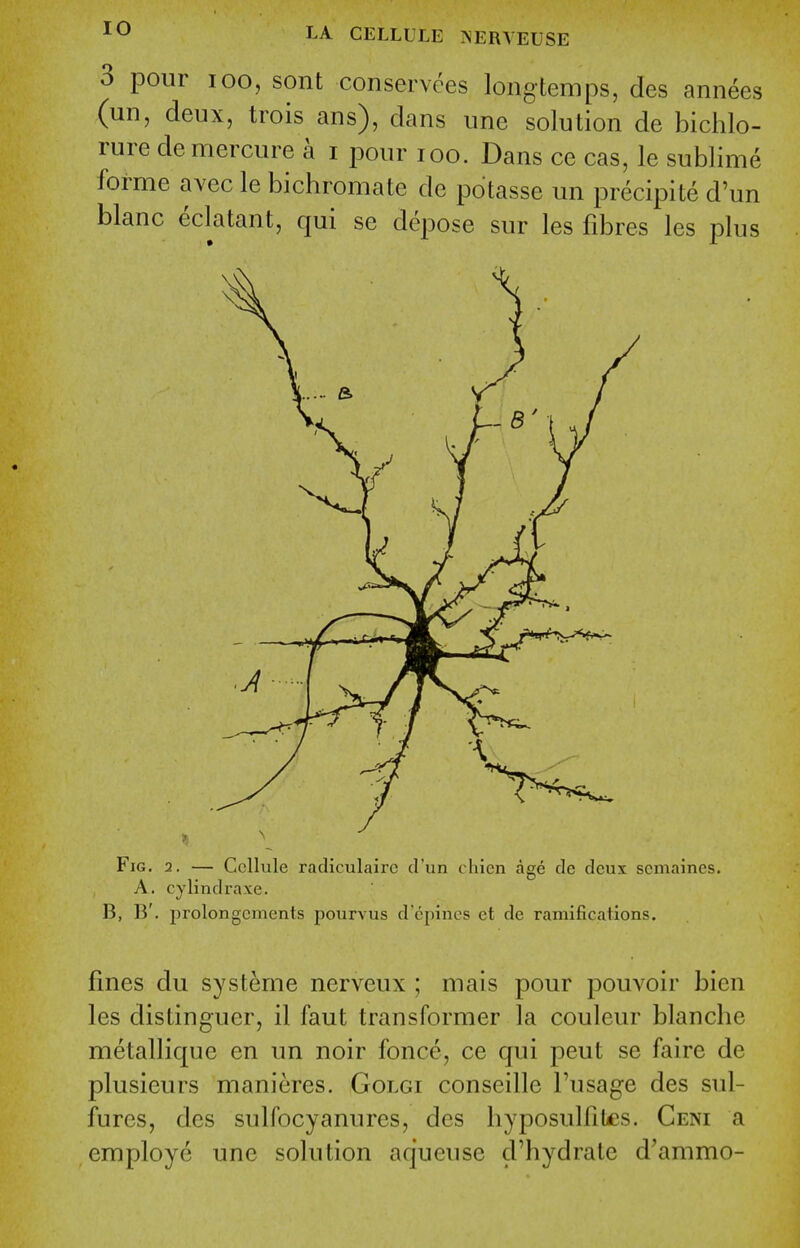 3 pour 100, sent conservees longtemps, des annees (un, deux, trois ans), dans une solution de bichlo- rure de mercure a i pour loo. Dans ce cas, le sublime forme avec le bichromate de potasse un precipite d'un blanc eclatant, qui se depose sur les fibres les plus Fig. 2, — Cellule radiculairc d'un chien age de deux semaines. A. cylindraxe. B, B'. prolongcments pourvus d'epines et de ramifications. fines du systeme nerveux ; mais pour pouvoir bien les distinguer, il faut transformer la couleur blanche metallique en un noir fonce, ce qui peut se faire de plusieurs manieres, Golgi conseille Tusage des sul- fures, des sulfocyanurcs, des hyposulfibes. Ceni a employe une solution aqueuse d'hydrale d'ammo-