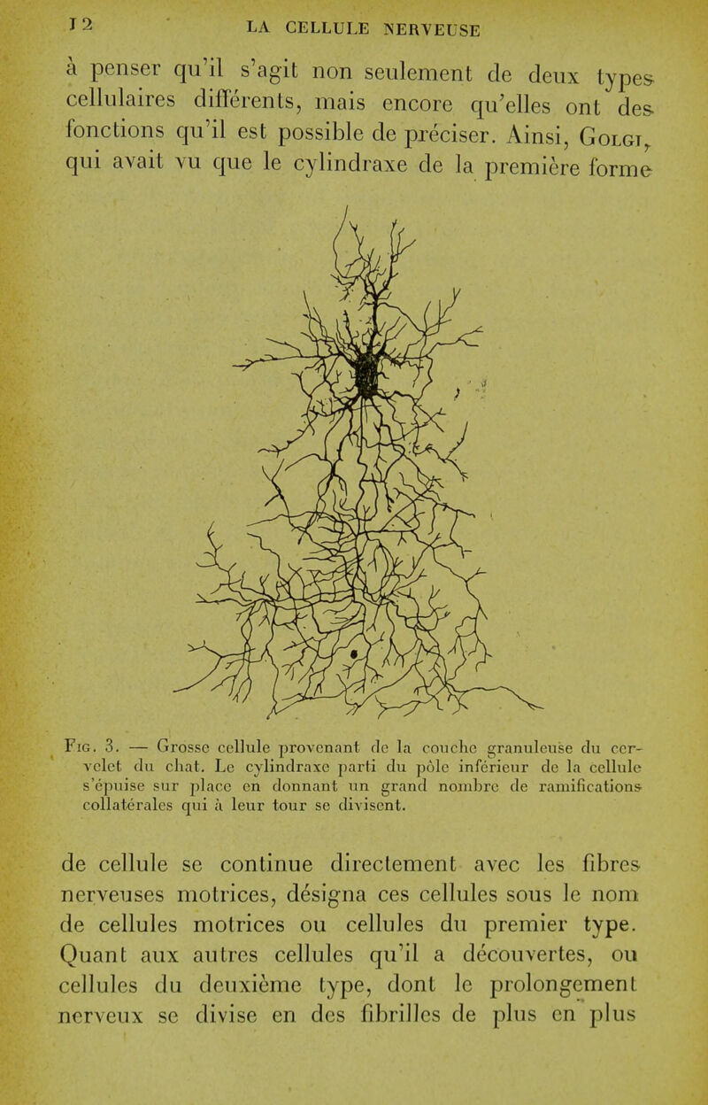 a penser qu'il s'agit non seulement de deux types celhilaires differents, mais encore qu'elles ont des. fonctions qu'il est possible de preciser. Ainsi, Golgt^ qui avail vu que le cylindraxe de la premiere forme Fig, 3. — Grosse cellule provenant rle la couche granuleuse du ecr- vclct chi chat. Lc cylindraxe parti du pole inferieur do la cellule s'cpuise sur place en donnant un grand noiubrc de ramifications- collatei'alcs qui u leur tour se divisent. de cellule se continue directement avec les fibres nerveuses motrices, designa ces cellules sous le nom de cellules motrices ou cellules du premier type. Quant aux autres cellules qu'il a decouvertes, ou cellules du deuxieme type, dont le prolongement ncrveux se divise en des fibrillcs de plus en plus