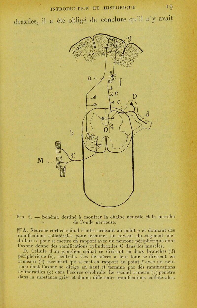 draxiles, il a ete oblige cle conclure qu'il n'y avait Fig. 5, •— Schema destine u montrer la chaine neurale et la marche de I'onde nerveuse. PA. Neurone cortico-spinal s'entre-croisant au point a et donnant des ramifications collatcrales pour terminer au niveau du segment me- ■dullaire b pour se mettre en rapport avec un neurone peripherique dont I'axonc donnc des ramifications cylindraxiles C dans les muscles. D. Cellule d'un ganglion spinal se divisant en deux branches (c?) peripherique (c), ccntrale. Ces dernieres a leur tour so divisent en ramcaux (e) ascendant qui se met en rapport au point / avec un neu- rone dont I'axone se di'rige en haut et termine par des ramifiications cylindratilcs (g) dans I'ccorcc cerebralc. Le second rameau (e) penetrc dans la substance grisc et donne diffcrcntcs ramifications collatcrales.