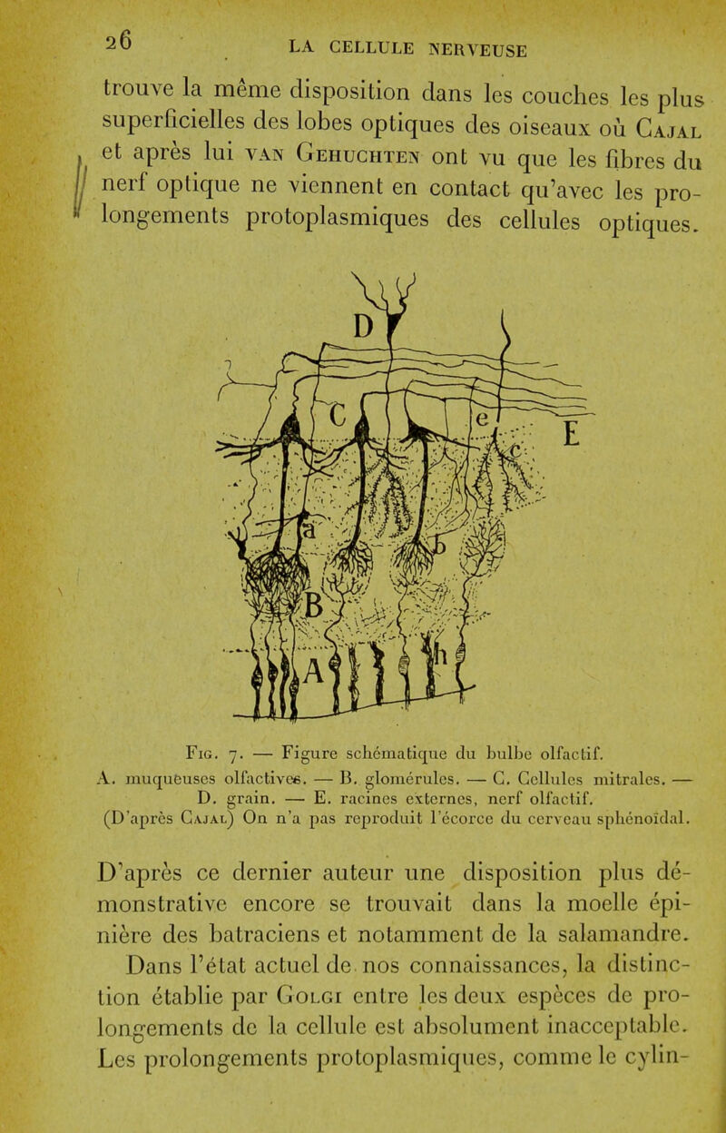 trouve la meme disposition clans les couches les plus superficielles des lobes optiques des oiseaux ou Gajal et apres lui van Gehuchten ont vu que les fibres du nerf optique ne viennent en contact qu'avec les pro- longements protoplasmiques des cellules optiques. Fig. 7. — Figure schematlque du bulbe olfactif. A. muqutjuses olfactivee. — B. gloracrulcs. — C. Cellules mitralcs. — D. grain. — E. racines externcs, nerf olfactif. (D'apres Gajal) On n'a pas reproduit I'ecorce du cerveau sphenoidal. D'apres ce dernier auteur une disposition plus de- monstrative encore se trouvait dans la moelle epi- niere des batraciens et notamment de la salamandre. Dans I'etat actucl de nos connaissances, la distinc- tion etablie par Golgi entre les deux especes de pro- longements de la cellule est absolument inacceptable. Les prolongements protoplasmiques, comme Ic cylin-