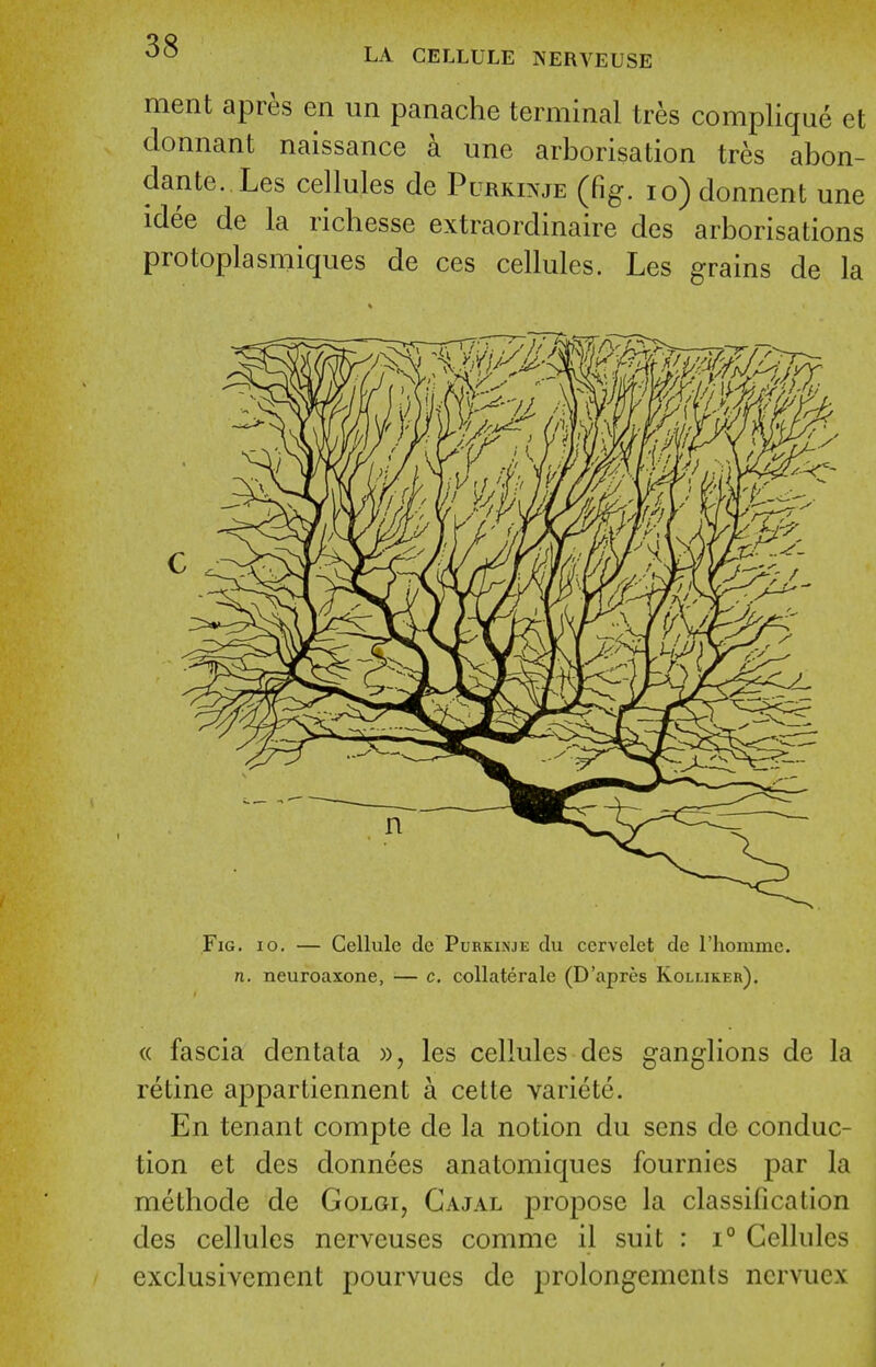 ment apres en un panache terminal tres complique et clonnant naissance a une arborisation tres abon- dante. Les cellules de Purroje (fig. io)donnent une idee de la richesse extraordinaire des arborisations protoplasmiques de ces cellules. Les grains de la Fig. 10. — Cellule de Purkinje du cervelet de I'liomme. n. neuroaxone, — c. collaterale (D'apres Koluker). « fascia dentata les cellules des ganglions de la retine appartiennent a cette variete. En tenant compte de la notion du sens de conduc- tion et des donnees anatomiques fournies par la methode de Golgi, Gajal propose la classification des cellules nerveuses comme il suit : i° Cellules exclusivement pourvues de prolongemcnts ncrvuex