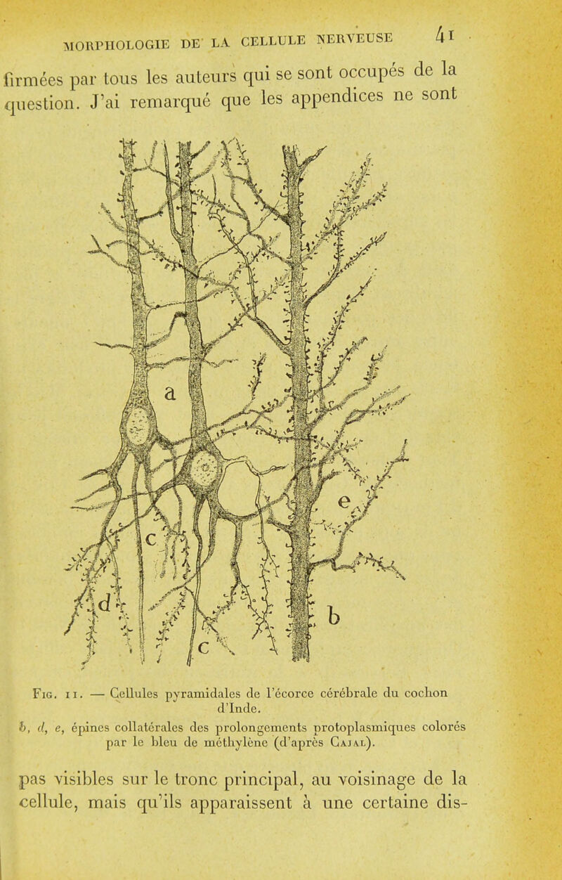 firmees par tons les auteurs qui se sont occupes de la question. J'ai remarque que les appendices ne sont Fig. II. — Cellules pyramidales de I'ecorce cerebrale du cochon d'Inde. h, d, e, epines collaterales des prolongements protoplasmiques colores par le bleu de methylene (d'apres Gajal). pas visibles sur le tronc principal, au voisinage de la cellule, mais qu'ils apparaissent a une certaine dis-