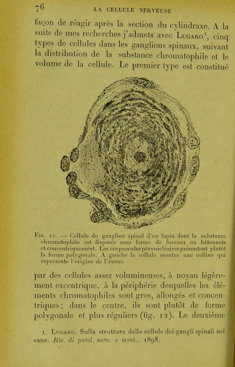 fagon de reagir apr^s la section du cylindraxe. A la suite de mes recherches j'admets avec LugaroS cinq types de cellules dans les ganglions spinaux, suivant la distribution de la substance chromatophile et le volume de la cellule. Le premier type est constitue f4- Fig. 12. — Cellule du ganglion spinal d'un lapin rlont la substance chromatophile est disposee squs forme de iuseaux ou batonnets et concentriquement. Les corpuscules p6runicleaires presentent plutot la forme polygonale. A gauche la cellule niontre une collinc qui represcnte I'origine de I'axone, par des cellules assez volumineuses, a noyau legerc- ment excentrique, a la peripherie desquelles les ele- ments chromatophiles sont gros, allonges et conccn- triques; dans le centre, ils sont plutot de forme polygonale et plus reguliers (fig. 12). Le deuxiemc I, LuGARO. Sulla strutLura dclle cellule dci gangli s[)inali nel cane. .Riv. di pntol. nerv. e incnt., iHg8.