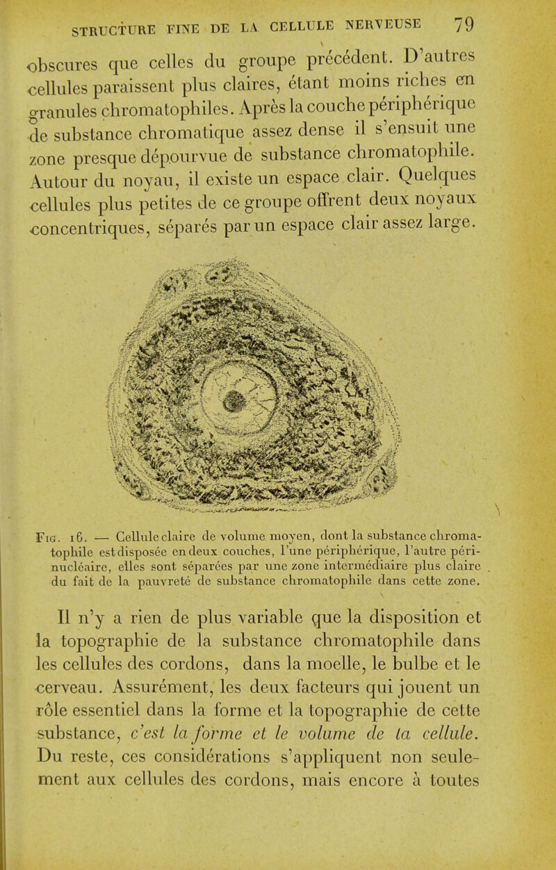 obscures que celles du groupe precedent. D'autres cellules paraissent plus claires, etant moins riches eni granules chromatophiles. Apreslacoucheperipberique de substance cbromatique assez dense il s'ensuit une zone presque depourvue de substance chromatopbile. Autour du noyau, il existe un espace clair. Quelques cellules plus petites de ce groupe offrent deux noyaux concentriques, separes parun espace clair assez large. Fig. iG. — Celluleclaire de volume moyen, dont la substance chroma- tophile estdisposee en deux couches, I'une peripherique, I'autre peri- nucleaire, eiles sont separees par une zone intermediaire plus claire du fait de la pauvrete de substance chromatophile dans cette zone. II n'y a rien de plus variable que la disposition et la topographic de la substance chromatophile dans les cellules des cordons, dans la moelle, le bulbe et le cerveau, Assurement, les deux facteurs qui jouent un role essentiel dans la forme et la topographic de cette substance, c'est la forme et le volume de la cellule. Du reste, ces considerations s'appliquent non seule- ment aux celhdes des cordons, mais encore a toutes