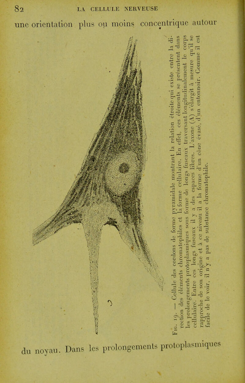 du novau. Dans les prolongemenls proloplasmiqu