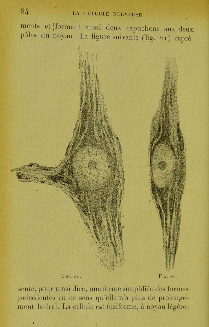 ments et [forment aussi deux capucbons aux deux poles du noyau. La figure suivanle (fig. 21) repre- Fig. 20. Fig. 21. senle, pour ainsi dire, une forme simplifiee des formes precedentes en ce sens qu'elle n'a plus de prolonge- ment lateral. La cellule est fusiforme, a novau legcre-