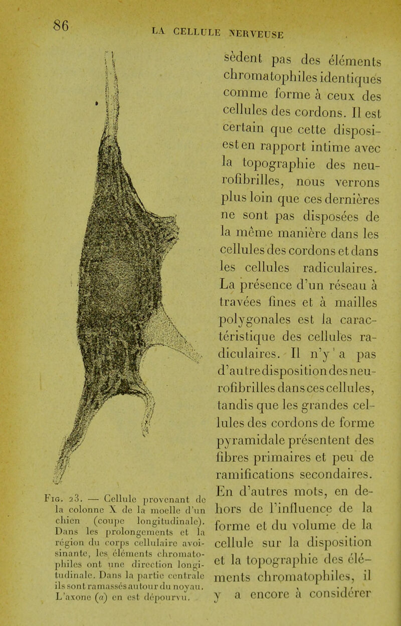 LA CELLULE NEIWEUSE la colonnc X cle la mocllc d'un chien (coupe longitudinalc). Dans les prolongemcnts et la region du corps ccllulaire avoi- sinante, los elements ciironiato- pliiles ont nne direction longi- tudinalc. Dans la par lie centralc ils sont ramasscsauloiir du noyau. L'avonc («) en csl depourvu. sedent pas des elements chromatophiles identiques comme forme a ceux des cellules des cordons. II est certain que cette disposi- esten rapport intime avec la topographie des neu- rolibrilles, nous verrons plus loin que ces dernieres ne sont pas disposees de la meme maniere dans les cellules des cordons et dans les cellules radiculaires. La presence d'un reseau a travees fmes et a mailles jDolygonales est la carac- teristique des cellules ra- diculaires. II n'y'a pas d'au t re disposition des neu- rofibrilles dans ces cellules, tandis que les grandes cel- lules des cordons de forme pyramidale presentent des fibres primaires et peu de ramifications secondaires. En d'autres mots, en de- hors de riniluence de la forme et du volume de la cellule sur la disposition et la topographic des ele- ments chromatophiles, il y a encore a considcrer