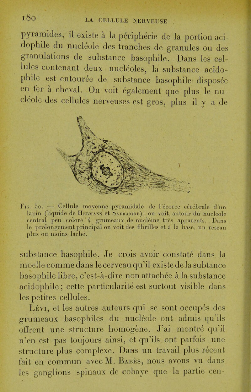 i8o LA CELLULE JsERVEUSE pyramides, il existe a la peripheric de la portion aci- dophile du niicleole des tranches de granules ou des granulations de substance basophils Dans les cel- lules contenant deux nucleoles, la substance acido- phde est entouree de substance basophile disposee cn fer a cheval. On voit egalement que plus le nu- cleolc des cellules nerveuses est gros, plus il y a de Fk;. do. — Cellule moycnne pyramidale flc Iccorce cerebralc d'nn lapin (liquide de Hi'Rmans et SAii-RAMNE); on voit, autoiir du nuclcolc cenlral peu colore 4 grumeaux de nucleine tres apparents. Dans le prolongement principal on voit des fdDrilles et a la base, un reseau [)lus ou moins lache. substance basophile. Je crois avoir constate dans la nioellecommedans lecerveau qu'il existe dela subtance basophile libre, c'est-a-dire non attachee a la substance acidophile; cette particularity est surtout visible dans les petites cellules. Levi, et les autres auteurs qui se sont occupes des grunficaux basophiles du nucleole ont admis qu'ils olTrcnt une structure homogenc. J'ai montre qu'il n'en est pas toujours ainsi, et qu'ils ont parfois une structure plus complexe. Dans un travail plus recent fait cn commun avccM. Babies, nous avons vu dans les ganglions spinaux dc cobayc que la partic ecu-