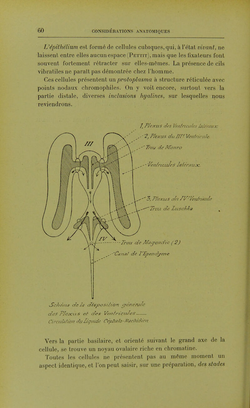 Vepilhelium est form6 de cellules cubiques,qui, a l'6lal vivant, ne laissenl entre elles aucunespace (Pettit), mais que les fixateurs font souvent fortement r6Lracter sur elles-mfimes. La presence de cils vibraliles ne parailpas d6monlr6e chez riiomme. Ces cellules pr^senLenl unprotoplasma a structure reticul6e avec points nodaux chromophiles. On y voit encore, surtout vers la partie distale, diverses inclusions hyalines, sur lesquelles nous reviendrons. ^ Plexus des Ven/ricu/es /j^e/wi^jc des Plcxtis c/es Van/ricti/es Circnh/ion rfu liq-tiide Ceplifih - Pi/c/jidicn Vers la parlie basilaire, et orient6 suivant le grand axe de la cellule, se trouve un noyau ovalairc riclie en chromaline. Toutes les cellules ne pr6scntenl pas au in^^me moment un aspect identique, et Ton pent saisir, sur unc priiparation, des slades