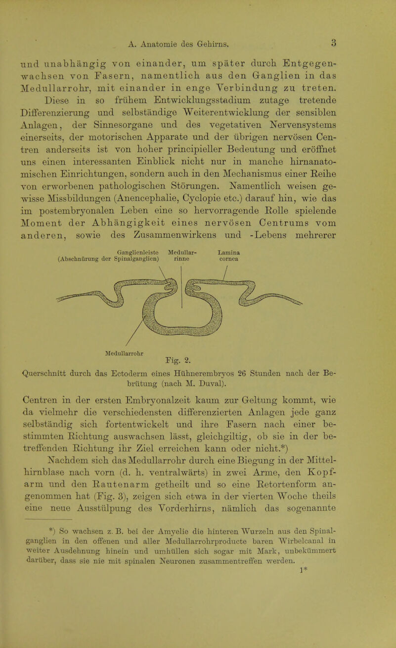 und unabhängig von einander, um später durch Entgegen- wachsen von Fasern, namentlich aus den Ganglien in das Medullarrohr, mit einander in enge Verbindung zu treten. Diese in so frühem Entwicklungsstadium zutage tretende Differenzierung und selbständige Weiterentwicklung der sensiblen Anlagen, der Sinnesorgane und des vegetativen Nervensystems einerseits, der motorischen Apparate und der übrigen nervösen Cen- tren anderseits ist von hoher principieller Bedeutung und eröffnet uns einen interessanten Einblick nicht nur in manche hirnanato- mischen Einrichtungen, sondern auch in den Mechanismus einer Reihe von erworbenen pathologischen Störungen. Namentlich weisen ge- wisse Missbildungen (Anencephalie, Cyclopie etc.) darauf hin, wie das im postembryonalen Leben eine so hervorragende Rolle spielende Moment der Abhängigkeit eines nervösen Centrums vom anderen, sowie des Zusammenwirkens und -Lebens mehrerer Ganglienleiste Medullär- Lamina (Abscbnürung der Spinalganglien) rinne Cornea Medullarrohr Fig. 2. Querschnitt durch das Ectoderrn eines Hühnerembryos 26 Stunden nach der Be- brütung (nach M. Duval). Centren in der ersten Embryonalzeit kaum zur G-eltung kommt, wie da vielmehr die verschiedensten differenzierten Anlagen jede ganz selbständig sich fortentwickelt und ihre Fasern nach einer be- stimmten Richtung auswachsen lässt, gleichgiltig, ob sie in der be- treffenden Richtung ihr Ziel erreichen kann oder nicht.*) Nachdem sich das Medullarrohr durch eine Biegung in der Mittel- hirnblase nach vorn (d. h. ventralwärts) in zwei Arme, den Kopf- arm und den Rautenarm getheilt und so eine Retortenform an- genommen hat (Fig. 3), zeigen sich etwa in der vierten Woche theils eine neue Ausstülpung des Vorderhirns, nämlich das sogenannte *) So wachsen z. B. bei der Amyelie die hinteren Wurzeln aus den Spinal- ganglien in den offenen und aller Medullarrohrproducte baren Wirbelcanal in weiter Ausdehnung hinein und umhüllen sich sogar mit Mark, unbekümmert darüber, dass sie nie mit spinalen Neuronen zusammentreffen werden. 1*