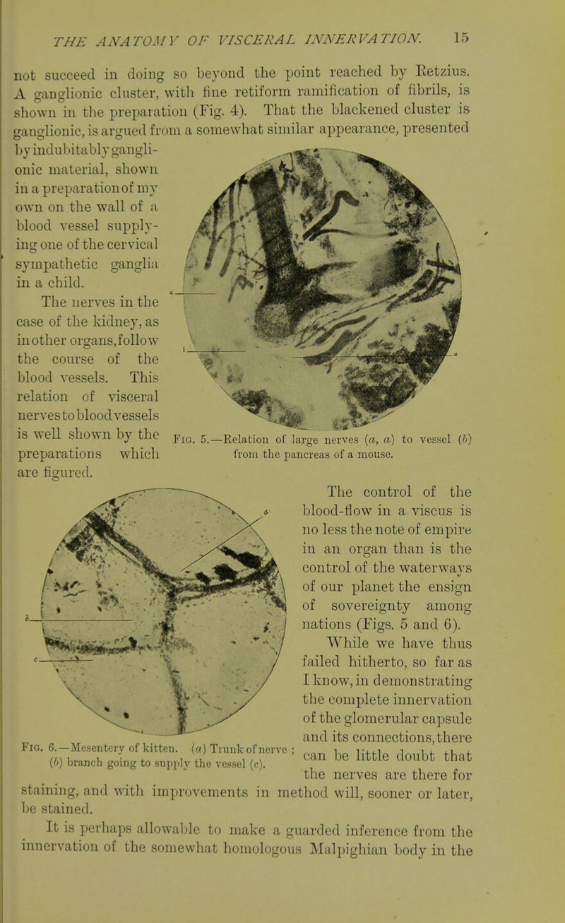 not succeed in doing so beyond the point reached by Retzius. A ganglionic cluster, with fine retiform ramification of fibrils, is shown in the preparation (Fig. 4). That the blackened cluster is ganglionic, is argued from a somewhat similar appearance, presented by indubitably gangli- onic material, shown in a preparation of my own on the wall of a blood vessel supply- ing one of the cervical sympathetic ganglia in a child. The nerves in the case of the kidney, as in other organs, follow the course of the blood vessels. This relation of visceral nerves to bloodvessels is well shown by the preparations which are ficjured. Fig. 5.- -Relatiou of large nerves {a, a) to vessel {h) from the pancreas of a mouse. Fig. 6.—Mesentery of kitten, (a) Trunk of nerve {b) branch going to supi)Iy the vessel (c). The control of the blood-flow in a viscus is no less the note of empire in an organ than is the control of the waterways of our planet the ensign of sovereignty among nations (Figs. 5 and 6). While we have thus failed hitherto, so far as I know, in demonstrating the complete innervation of the glomerular capsule and its connections, there can be little doubt that the nerves are there for staining, and with improvements in method will, sooner or later, be stained. It is perliaps allowable to make a guarded inference from the innervation of the somewhat homologous Malpighian body in the