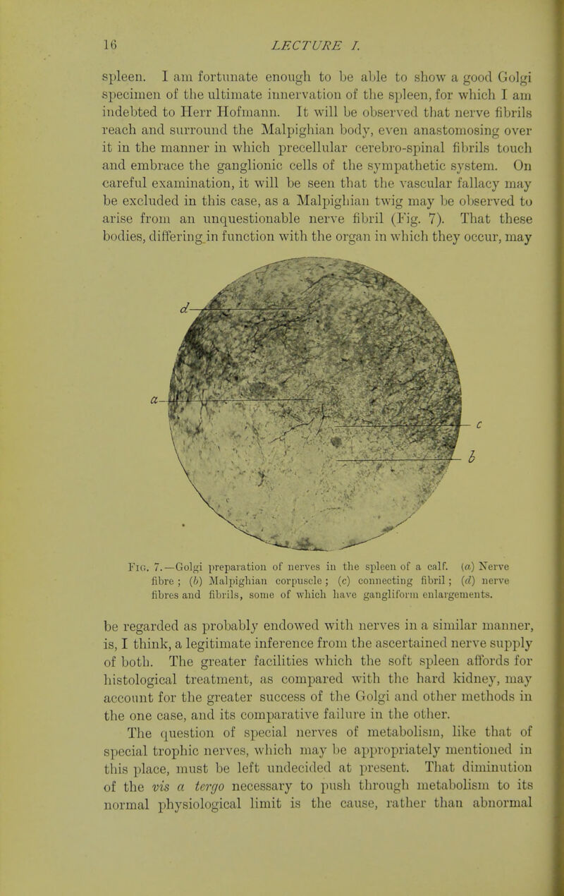spleen. I am fortunate enough to be able to show a good Golgi specimen of the ultimate innervation of the spleen, for which I am indebted to Herr Hofmann. It will be observed that nerve fibrils reach and surround the Malpighian body, even anastomosing over it in the manner in which precellular cerebro-spinal fibrils touch and embrace the ganglionic cells of the sympathetic system. On careful examination, it will be seen that the vascular fallacy may be excluded in this case, as a Malpighian twig may be ol)served to arise from an unquestionable nerve fibril (Fig. 7). That these bodies, differing in function with the organ in which they occur, may Fig. 7.—Golgi preparation of nerves in tlie spleen of a calf. («) Nerve fibre ; (6) JMalpighian corpuscle; (c) connecting fibril; [d) nerve fibres and fibrils, some of which have gangliforni enlargements. be regarded as probably endowed with nerves in a similar manner, is, I think, a legitimate inference from the ascertained nerve supply of both. The greater facilities which the soft spleen affords for histological treatment, as compared with the hard kidney, may account for the greater success of the Golgi and other methods in the one case, and its comparative failure in the other. The question of special nerves of metabolism, like that of special trophic nerves, which may be appropriately mentioned in this place, must be left undecided at present. That diminution of the vis a tergo necessary to push through metabolism to its normal physiological limit is the cause, rather than abnormal