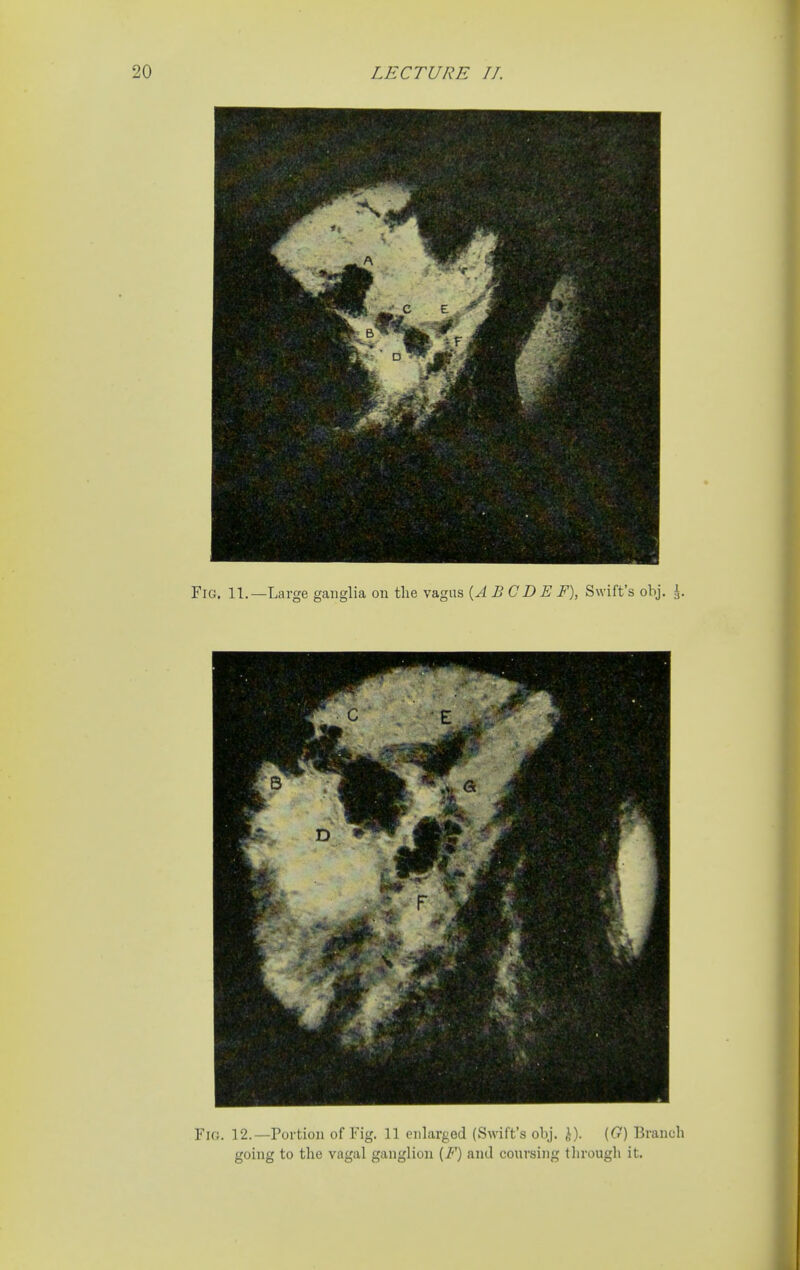 Fio. 12.—Portion of Fig. 11 enlarged (Swift's obj. \). (G) Branch going to the vagal ganglion {F) and coursing through it.