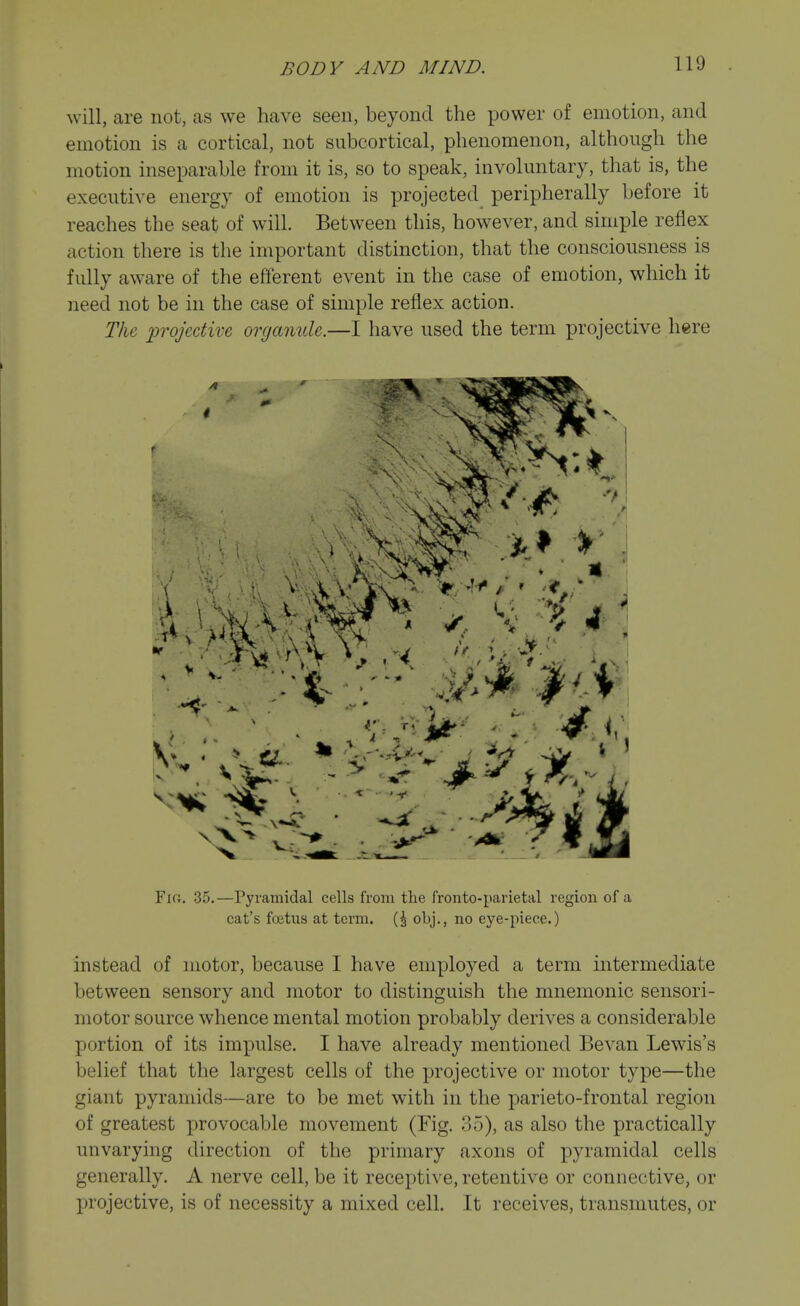will, are not, as we have seen, beyond the power of emotion, and emotion is a cortical, not subcortical, phenomenon, although the motion inseparable from it is, so to speak, involuntary, that is, the executive energy of emotion is projected peripherally before it reaches the seat of will. Between this, however, and simple reflex action there is the important distinction, that the consciousness is fully aware of the efferent event in the case of emotion, which it need not be in the case of simple reflex action. The projective organule.—I have used the term projective here Fio. 35.—Pyramidal cells from the fronto-parietal region of a cat's foetus at term. obj., no eye-piece.) instead of motor, because I have employed a term intermediate between sensory and motor to distinguish the mnemonic sensori- motor source whence mental motion probably derives a considerable portion of its impulse. I have already mentioned Bevan Lewis's belief that the largest cells of the projective or motor type—the giant pyramids—are to be met with in the parieto-frontal region of greatest provocable movement (Fig. 35), as also the practically unvarying direction of the primary axons of pyramidal cells generally. A nerve cell, be it receptive, retentive or connective, or projective, is of necessity a mixed cell. It receives, transmutes, or