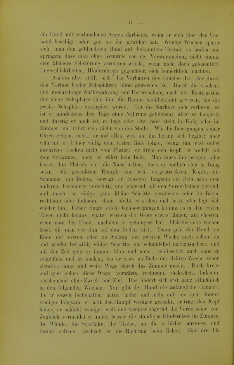 ein llund mil verbiindenen Aiiiion darbietet, wonn or sicli iiUov deu \'vv- band berubigl odcr gar an ibn gewolint hat. Wenige AVocben spiiter sieJil man den geblcndeteii l lund an I' bekanntein Terrain so laufen iind springen, dass man obne Kcnntnis von der Verstiimmehing niclit einnial oine kleinere Selistorung veriniiten wiirde, wenn nicbl docli gelegentlicli Ungescbicktbeiten, rTindernissen gegoiiiiber. sich bemerklicb niacbten. Anders aber stelll; sicli das Ycrhaltcn des Hiindos dai', dei- diii-c]i den Verlust beider Sehspbaren blind gewordeji ist. Durcb die uoclien- und monatolange Aufbewabrnng und Untersvicbiing nacli der b]xslirpal.ioii der einen Selispliiire sind ilim die Raiiine wohlbekannt gOAvesen. als di(.' zweite Seiispbiire exstirpierl wiirde. Hat die Narkose sicli \erloren. so is! er niindestoiis drei l^agc obne Xabrung geblieben; aber so liiingerig iind dnrstig er aueb ist, er liegt oder sitzt oder stebt im Kafig odei' iin Zimmer iind riilirt sieh nicbt von der Stelle. AVie die Bewegungen seiner Olii'en zeigen. merld er auf alios, was iiin ihn berum sicli begibt: abor wiibrond er Tridior willig dom erstoii Rid'o Folgie, bring! ihn jetzt selbsl intonsives Lockon nicht vom Platzo: or drelit den Kopf. or wedelt mil <leni Schwanzo. abor or riihrl kcin lioin. Man muss ihn priigeln oder besser ihm Flcisch voi- die Nasc balten, dass er endJicb sicli in (iang setzl. Mil gcsenl<tem Kuinpfo und wcit vorgeslreckleni Kopl'o. die Scliiiauzc am Bodeii. bewegt or iiusserst langsain ein Bein nach dom an(h'r(Mi. bosondors vorsielitig und ziigornd mil den Vorderbeiuen tastend, und macht so riiiige ganz kloine Schiutte geradeaus oder im Uogen rtM'htsum oder linksuin, dann bleibt er slebeu und selzt o(b^r legt sicli Avio(h'r liin. IJeber oiuige solcho (iebbowegungen kommt es in den erston Tngen nichi hinaus; spiitei- werden di(' AVege etwas liinger. am ehesten. wenn man di'ii llund. nachdom or gobungert hat. Fleiscbstiicke sucben iiisst. die man \ or ihm an I' den Boden wirft. Dann geht der T fund am b]ndo dor orslon od(M- zn Anfang der zweilcn AVoche auch schon bin nnd wieder freiwillis einigc Scbritte. um scbniiirelnd naclizusuchen: und mit der Zeit gebt er immer (tfter und melir. scbliesslicb auch obne zu scbniifl'elii und zu sucben. I)is er etwa zu l^nde dor dritten AVoche schon ziemlicli lango und woito AVege durcb das Zimmer macht. Doch ki-euz imd qner gehen diese AVege, vorwarts, recbtsum, i-iickwarts, linksum. ansclieinend obne Zweck und Ziel. Das iindert sich erst ganz allmablich in don folgenden AVocben. Nun gibt der llund die anfangliche (Jangart. die or sowoit beibehalten hatte. mebr und mebr aul: or goht imnior weniger langsam, er halt den Rnrapl' weniger gesenkt, er tragt don Kopf holier, er scbiebt weniger wcit und weniger zogernd die A'orderbeine vor. Zuglcicli vermeidet er immer besser die stilndigon Hindernisso im Zimmer. dii' Wiindo. die; Schriinke, die Tischo. an die er bishor anstiess. und immer selteuei- wechselt er die Ricbtung boim Gehen. Sind drei bis