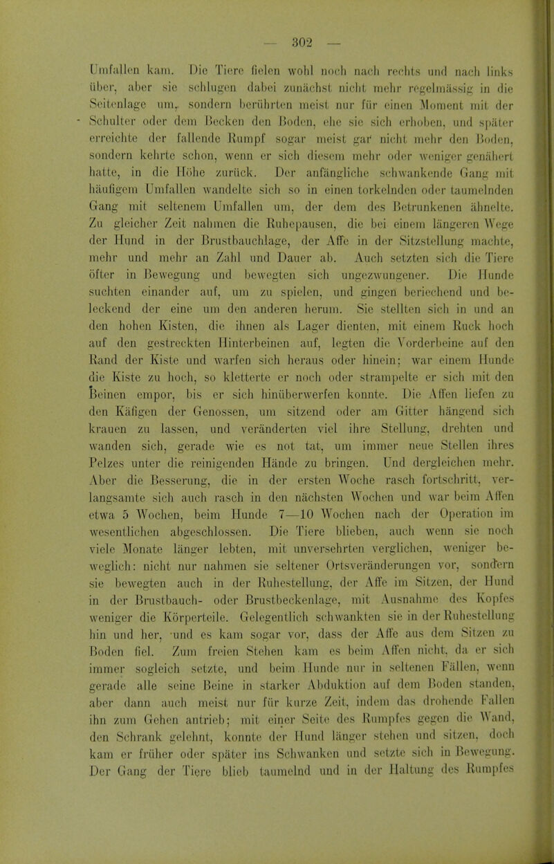 Umfallcn kani. Die Tierc fielcn wohl iiocli iiacli reclits uiul nach links iibcr, abet' sie schlugcii dabei zunachst niclit raehr rcgelmiissi/j; in die Seitonlagc um^ sondern beriihrten mcisi nur fiir eiaen Moment mil der Schultcr oder dcm I3ccken don Boden, ehe sic sich crhoben, und spiiter erreichte der fallende Riimpf sogar meist gar* nicht mehr den Jioden, sondern kehrte schon, wenn er sich diescm melir oder weniger geniihert haite, in die Hohe zuriick. Der anfiingliche schwankende Gang mit haufigein Umfalien wandeltc sich so in einen torkclnden oder taumelnden Gang mit seltenem Umfallen nm, der dem des Bctrunkenen almelte, Zu gleicher Zeit nahmcn die Ruhcpausen, die bei einem liingeren Wege der Hund in der Brustbauchlage, der Affo in der Sitzstellung machte, mehr und mehr an Zahl imd Dauer ab. Auch setzten sich die Tiere ofter in Bewegung imd bewegten sich ungezwungcner. Die Hunde suchten einander aiif, um zu spielen, und gingen bcriechcnd und bc- leckcnd der eine um den anderen herum. Sie stellten sich in und an den hohen Kisten, die ihnen als Lager dicnten, mit einem Ruck hoch auf den gestreckten Hinterbeinen auf, legten die Yorderbeine auf den Rand der Kiste und Avarfen sich heraus oder hinein; war einem Hunde die Kiste zu liocli, so kletterte er noch oder strampelte er sich mit den Beinen cmpor, bis er sich hiniiberwerfen konnte. Die Afl'en lief en zu den Kiifigen der Genossen, um sitzend oder am Gitter hangend sich krauen zu lassen, und veranderten viel ihre Stellung, drehten und wanden sich, gerade wie es not tat, um immer neue Stellen ihres Pelzes unter die reinigenden Hande zu bringen. Und dergleichen mehr. Aber die Besserung, die in der ersten Woche rasch fortschritt, ver- langsamte sich auch rasch in den nachsten Wochen und war beim Affen etwa 5 Wochen, beim Hunde 7—10 Wochen nach der Operation im wesentlichen abgeschlossen. Die Tiere blieben, audi wenn sie noch viele Monate langer lebten, mit unversehrten vergliclien, weniger be- weglich: nicht nur nahmen sie seltener Ortsveranderungen vor, sondern sie bewegten auch in der Rulicstellung, der Affe im Sitzen, der Hund in der Brustbauch- oder Brustbeckenlage, mit Ausnahmo des Kopfes weniger die Korpcrteile. Gelegentlich schwankten sie in der Ruhestellung bin und her, und es kam sogar vor, dass der Affe aus dem Sitzen zu Boden fiel. Zum freien Stehen kam es beim Affon nicht. da er sich immer sogleich setzte, und beim . Hunde nui- in seltenen Fallen, wenn gerade alle seine Ikine in starker Abduktion auf dem ]3oden standen, aber dann auch meist nur fiir kurze Zeit, indem das drohende Fallen ihn zum Gehen antrieb; mit einer Seite des Rumples gegcn die Wand, den Schrank gelehnt, konnte der Hund liiiiger stehen und sitzen, doch kam er friiher oder spater ins Schwanken und setzte sich in Bewegung. Der Gang der Tiere blicb taumelnd und in der Haltuug des Rumples