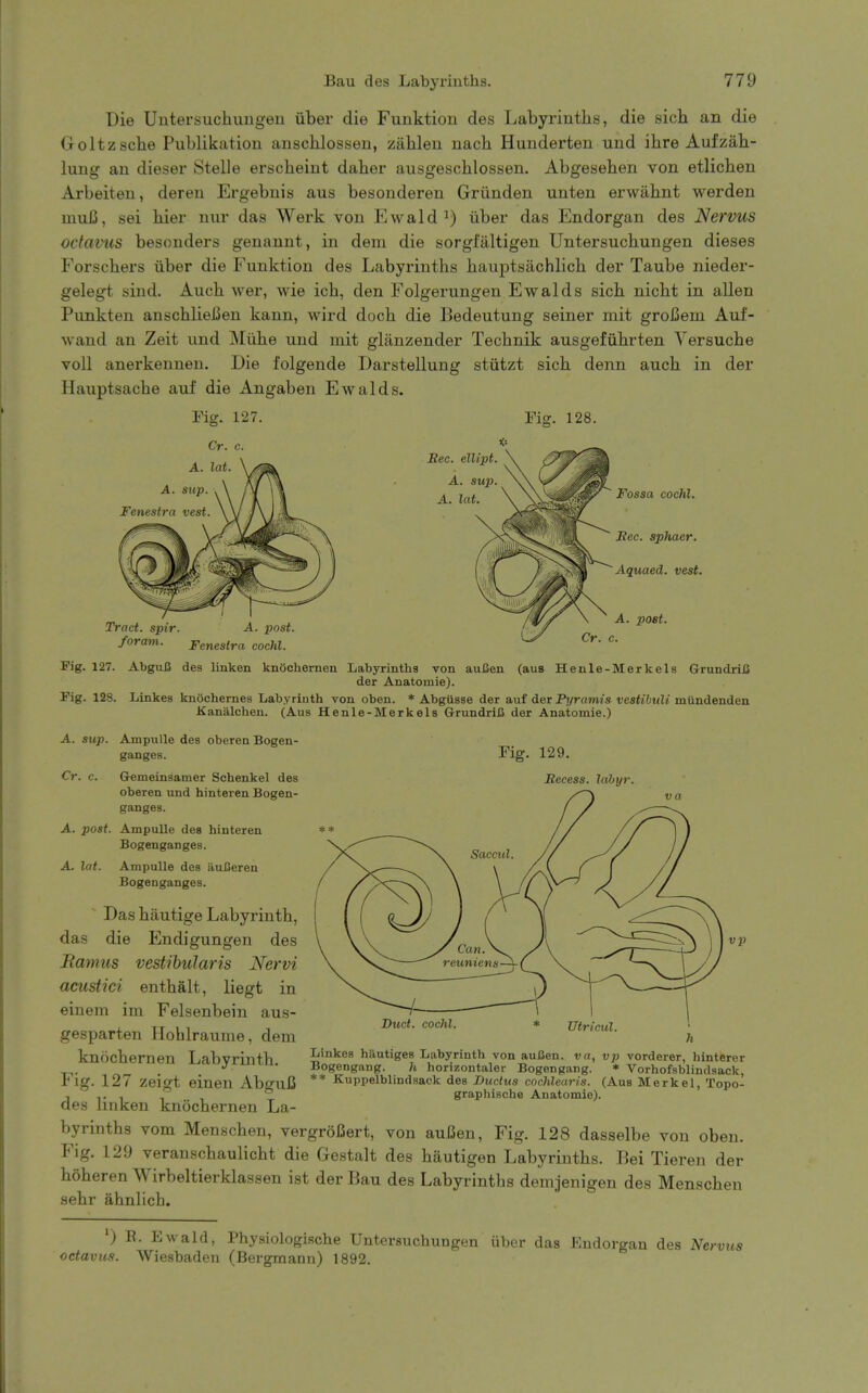 Die Untersuchuugen iiber die Funktion des Labyrinths, die sich an die Goltzsclie Publikation anschlossen, zahleu nach Hunderten und ihre Aufzah- lung an dieser Stelle erscheint daher ausgeschlossen. Abgesehen von etlichen Arbeiten, deren Ergebnis aus besonderen Griinden unten erwahnt werden mnfi, sei bier nur das Werk von Ewaldiiber das Endorgan des Nervus octavus besonders genannt, in dem die sorgfaltigen Untersuchungen dieses Forschers iiber die Funktion des Labyrinths hauiDtsachlich der Taube nieder- gelegt sind. Auch wer, wie ich, den Folgerungen Ewalds sich nicht in alien Punkten anschlieiSen kann, wird doch die Bedeutung seiner mit groBem Auf- wand an Zeit und Miihe und mit gliinzender Tecbnik ausgefiihrten Versuche voll anerkennen. Die folgende Darstellung stiitzt sich denn auch in der Hauptsache auf die Angaben Ewalds. Fig. 127. Fig. 128. Cr. c. f' . , ^ \ Rec. ellipt. -A. lat. X/H^l^ A. sup. ^ A. lat. A. sup. Fenestra vest. Tract, spir. A. post, foram. Fenestra cochl. Fossa cochl. Bee. sphaer. Aquaed. vest. A. post. Cr. c. Pig. 127. AbguB des linken knOchernen Labyrinths von auCen (aus Henle-Merkels GrundriB der Anatomie). Pig. 128. Linkes knOchernes Labyrinth von oben. * Abgusse der auf der Pt/rawts vestihuU mundenden Kanalchen. (Aus Henle-Merkels GrundriB der Anatomie.) A. sup. Ampulle des oberen Bogen- ganges. Cr. c. Gemeinsamer Schenkel des oberen und hinteren Bogen- ganges. A. post. Ampulle des hinteren Bogenganges. A. lat. Ampulle des auJSeren Bogenganges. ^ Das hautige Labyrinth, das die Endigungen des JRamus vestibularis Nervi acustici enthalt, liegt in einem im Felsenbein aus- gesparten Ilohlraume, dem knochernen Labyrinth. Fig. 129. Becess. lahyr, Duct, cochl. TJtricul. Linkes hautiges Labyrinth von auBen. vnr, vp vorderer, hinterer Bogengang. h horizontaler Bogengang. * Vorhofsblindsack, rig. 127 Zeigt einen AbffuB ** Kuppelbllndsack des Ductus cochlearis. (Aus Merkel, Topo- j , T ° graphische Anatomie). des linken knochernen La- byrinths vom Menschen, vergroCert, von auiSen, Fig. 128 dasselbe von oben. Fig. 129 veranschaulicht die Gestalt des hautigen Labyrinths. Bei Tieren der hoheren Wirbeltierklassen ist der Bau des Labyrinths demjenigen des Menschen sehr ahnlich. ') E. Ewald, Physiologische Untersuchungen iiber das Endorgan des Ne. octavus. Wiesbaden (Bergmann) 1892. rvits