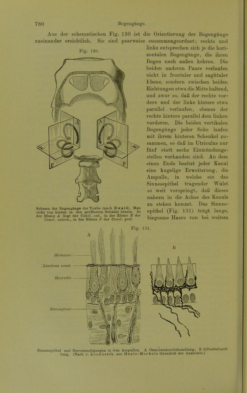 J. 1^. 130. Alls der schematisclien Fig. 130 ist die Orieiitierung der Bogengange zueinander ersichtlich. Sie sind paarweise zusammengeordnet; recbts und links entsijrechen sich je die hori- zontalen Bogengange, die ihreu Jiogen nach auCen kehren. Die beiden anderen Paare verlaufen nicbt in frontaler und sagittaler Ebene, sondern zwischen beiden Ricbtungen etwa die Mitte baltend, und zwar so, daC der rechte vor- dere und der linke bintere etwa parallel verlaufen, ebenso der recbte bintere parallel dem linken vorderen. Die beiden vertikalen Bogengange jeder Seite laufen mit ibrem binteren Scbenkel zu- sammen, so daC im Utriculus nur fiinf statt secbs Einmiindungs- stellen vorbanden sind. An dem einen Ende besitzt jeder Kanal eine kugelige Erweiterung, die Ampulle, in welcbe ein das Sinnesepitbel tragender Wulst so weit vorspringt, daC dieses nabezu in die Acbse des Kanals zu steben kommt. Das Sinnes- Schema der Bogengange der Taube (nach Ewald). Man . , ^ to-i\ a • ™j. i sieht von hinten in den geoffneten Schadel hinein. In epitnel {tig. id I) tragt lange, der Ebene A liegt der Canal, ant., in der Ebene E der Canal, extern., in der Ebene P der Canal, post. biegsame Haare von bei weitem Horhaare \IAmitans aeust. Haarzelle rig. 131. B Nervenfaser Sinnesepitbel und Nervenendigungen in den AmpuUen. A Oamiumsaurebebandlung, B Silberbehand-