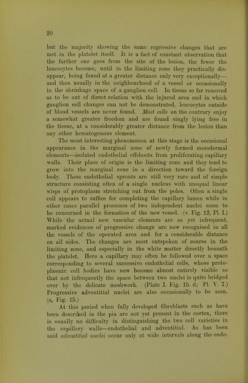 but the majority showing the same regressive changes that are met in the platelet itself. It is a fact of constant observation that the farther one goes from the site of the lesion, the fewer the leucocytes become, until in the limiting zone they practically dis- appeai', being found at a greater distance only very exceptionally— and then usually in the neighbourhood of a vessel or occasionally in the shrinkage space of a ganglion cell. In tissue so far removed as to be out of direct relation with the injured area and in which ganglion cell changes can not be demonstrated, leucocytes outside of blood vessels are never found. Mast cells on the contrary enjoy a somewhat greater freedom and are found singly lying free in the tissue, at a considerably greater distance from the lesion than any other hematogenous element. The most interesting phenomenon at this stage is the occasional appearance in the marginal zone of newly formed mesodermal elements—isolated endothelial offshoots from proliferating capillary walls. Their place of origin is the limiting zone and they tend to grow into the marginal zone in a direction toward the foreign body. These endothelial sprouts are still very rare and of simple structure consisting often of a single nucleus with unequal linear wisps of protoplasm stretching out from the poles. Often a single cell appears to suffice for completing the capillary lumen while in other cases parallel processes of two independent nuclei seem to be concerned in the formation of the new vessel, (v. Fig. 12, PI. I.) While the actual new vascular elements are as yet infrequent, marked evidences of progressive change are now recognised in all the vessels of the operated area and for a considerable distance on all sides. The changes are most outspoken of course in the limiting zone, and especially in the white matter directly beneath the platelet. Here a capillary may often be followed over a space corresponding to several successive endothelial cells, whose proto- plasmic cell bodies have now become almost entirely visible so that not infrequently the space between two nuclei is quite bridged over by the delicate meshwork. (Plate I. Fig. 15. d; PI. V. 7.) Progressive adventitial nuclei are also occasionally to be seen, (a, Fig. 15.) At this period when fully developed fibroblasts such as have been descriloed in the pia are not yet present in the cortex, there is usually no difficulty in distinguishing the two cell varieties in the capillary walls—endothelial and adventitial. As has been said adventitial nuclei occur only at wide intervals along the endo-