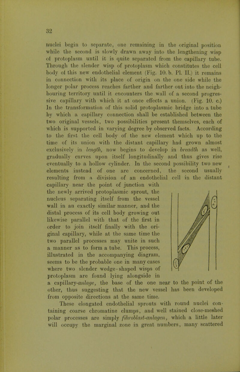 nuclei begin to separate, one remaining in the original pf).sition while the second is slowly drawn away into the lengthening wisp of protoplasm until it is quite separated from the capillary tube. Through the slender wisp of protoplasm which constitutes the cell body of this new endothelial element (Fig. 10. b. PI. II.) it remains in connection with its place of origin on the one side while the longer polar process reaches farther and farther out into the neigh- bouring territory until it encounters the wall of a second progres- sive capillary with which it at once effects a union. (Fig. 10. c.) In the transformation of this solid protoplasmic bridge into a tube by which a capillary connection shall be established between the two original vessels, two possibilities present themselves, each of which is supported in varying degree by observed facts. According to the first the cell body of the new element which up to the time of its union with the distant capillary had grown almost exclusively in length, now begins to develop in hreaclth as well, gradually curves upon itself longitudinally and thus gives rise eventually to a hollow cylinder. In the second possibility two new elements instead of one are concerned, the second usually resulting from a division of an endothelial cell in the distant capillary near the point of junction with the newly arrived protoplasmic sprout, the nucleus separating itself from the vessel wall in an exactly similar manner, and the distal process of its cell body growing out likewise parallel with that of the first in order to join itself finally with the ori- ginal capillary, while at the same time the two parallel processes may unite in such a manner as to form a tube. This process, illustrated in the accompanying diagram, seems to be the probable one in many cases where two slender wedge-shaped wisps of protoplasm are found lying alongside in a C2i]}\\\?ivy-anlage, the base of the one near to the point of the other, thus suggesting that the new vessel has been developed from opposite directions at the same time. These elongated endothelial sprouts with round nuclei con- taining coarse chromatine clumps, and well stained close-meshed polar processes are simply fihroUast-cmlagen, which a little later will occupy the marginal zone in great numbers, many scattered