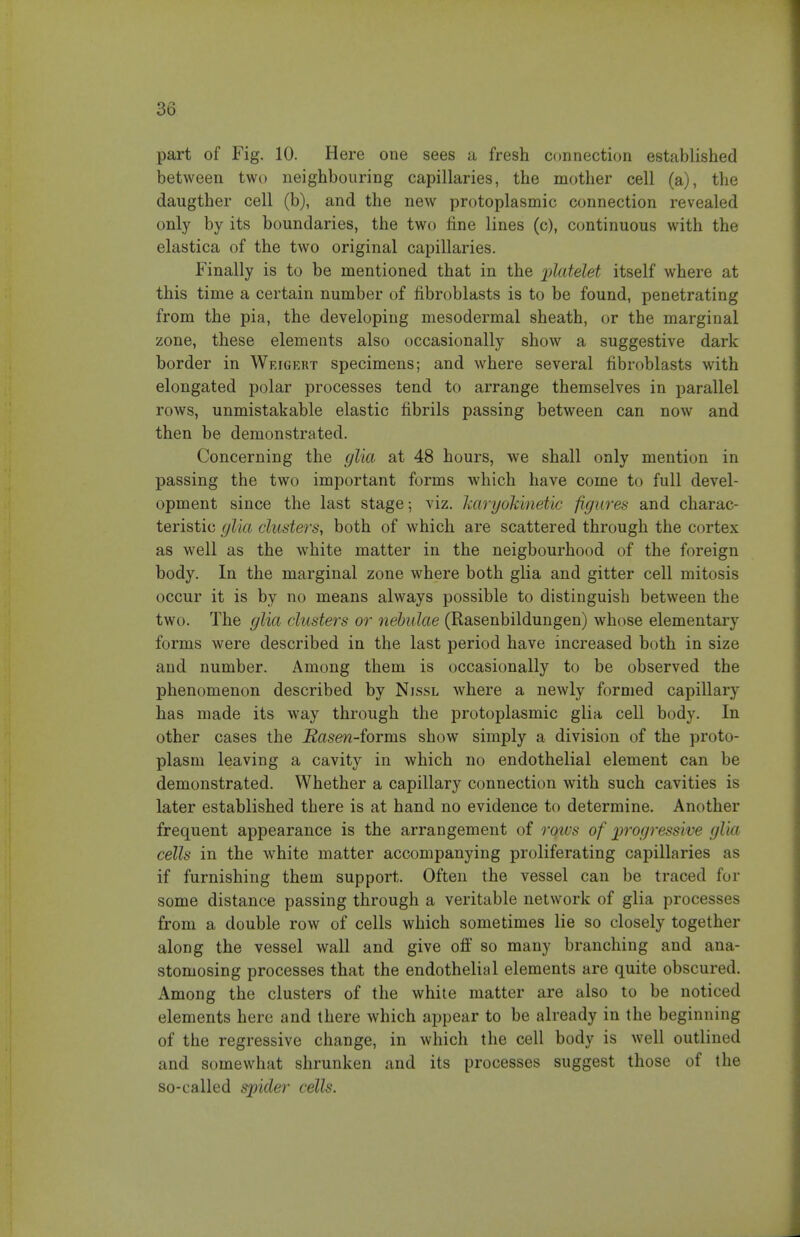 part of Fig. 10. Here one sees a fresh connection established between two neighbouring capillaries, the mother cell (a), the daugther cell (b), and the new protoplasmic connection revealed only by its boundaries, the two fine lines (c), continuous with the elastica of the two original capillaries. Finally is to be mentioned that in the i^latelet itself where at this time a certain number of fibroblasts is to be found, penetrating from the pia, the developing mesodermal sheath, or the marginal zone, these elements also occasionally show a suggestive dark border in Weigert specimens; and where several fibroblasts with elongated polar processes tend to arrange themselves in parallel rows, unmistakable elastic fibrils passing between can now and then be demonstrated. Concerning the glia at 48 hours, we shall only mention in passing the two important forms which have come to full devel- opment since the last stage; viz. karyokinetic figures and charac- teristic glia clusters., both of which are scattered through the cortex as well as the white matter in the neigbourhood of the foreign body. In the marginal zone where both glia and gitter cell mitosis occur it is by no means always possible to distinguish between the two. The glia clusters or nebulae (Rasenbildungen) whose elementary forms were described in the last period have increased both in size and number. Among them is occasionally to be observed the phenomenon described by Nissl where a newly formed capillary has made its way through the protoplasmic glia cell body. In other cases the Rasen-iorm^ show simply a division of the proto- plasm leaving a cavity in which no endothelial element can be demonstrated. Whether a capillary connection with such cavities is later established there is at hand no evidence to determine. Another frequent appearance is the arrangement of roivs of iwogressive glia cells in the white matter accompanying proliferating capillaries as if furnishing them support. Often the vessel can be traced for some distance passing through a veritable network of glia processes from a double row of cells which sometimes lie so closely together along the vessel wall and give ofi so many branching and ana- stomosing processes that the endothelial elements are quite obscured. Among the clusters of the white matter are also to be noticed elements here and there which appear to be already in the beginning of the regressive change, in which the cell body is well outlined and somewhat shrunken and its processes suggest those of the so-called spider cells.