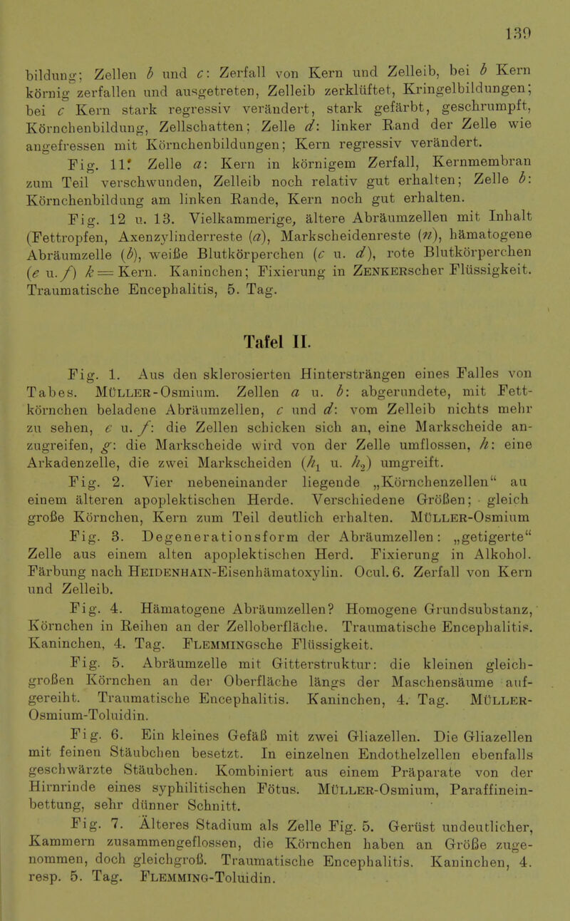 bildung; Zellen h und c\ Zerfall von Kern und Zelleib, bei b Kern k6rnigzerfallen und ausgetreten, Zelleib zerkliiftet, Kringelbildungen; bei c Kern stark regressiv veraudert, stark gefarbt, geschrumpft, Kornchenbildung, Zellschatten; Zelle d\ linker Rand der Zelle wie angefressen mit Kornchenbildungen; Kern regressiv verandert. Fig. 11: Zelle a\ Kern in kornigem Zerfall, Kernmembran zum Teil verschwunden, Zelleib noch relativ gnt erhalten; Zelle h\ Kornchenbildung am linken Rande, Kern noch gut erhalten. Fiff. 12 u. 13. Vielkamraerige, altere Abraumzellen mit Inhalt (Fettropfen, Axenz^dinderreste Markscheidenreste hamatogene Abraumzelle {b), weifie Blutkorperchen [c u. d), rote Blutkorperchen {evi.f) /^ = Kern. Kaninchen; Fixierung in ZENKERscher Fliissigkeit. Traumatische Encephalitis, 5. Tag. Tafel II. Fig. 1. Aus den sklerosierten Hinterstrangen eines Falles von Tabes. MUller-Osmium. Zellen a u. b\ abgerundete, mit Fett- kornchen beladene Abraumzellen, c und d\ vom Zelleib nichts mehr zu sehen, e u. f: die Zellen scbicken sich an, eine Markscheide an- zugreifen, g\ die Markscheide wird von der Zelle umflossen, h\ eine Arkadenzelle, die zwei Markscheiden {h<^ u. Z/,) umgreift. Fig. 2. Vier nebeneinander liegende „Kornchenzellen au einem alteren apoplektischen Herde. Verschiedene GroRen; gleich grofie Kornchen, Kern zum Teil deutlich erhalten. Mt)LLER-Osmium Fig. 3. Degenerationsform der Abraumzellen: „getigerte Zelle aus einem alten apoplektischen Herd. Fixierung in Alkohol. Farbung nach HEIDENHAIN-Eisenhamatoxylin. Ocul. 6. Zerfall von Kern und Zelleib. Fig. 4. Hamatogene Abraumzellen? Homogene Grundsubstanz, Kornchen in Reihen an der Zelloberflache. Traumatische Encephalitis. Kaninchen, 4. Tag. FLEMMiNGsche Fliissigkeit. Fig. 5. Abraumzelle mit Gitterstruktur: die kleinen gleich- groBen Kornchen an der Oberflache langs der Maschensaume auf- gereiht. Traumatische Encephalitis. Kaninchen, 4. Tag. Muller- Osmium-Toluidin. Fig. 6. Ein kleines GefaB mit zwei Gliazellen. Die Gliazellen mit feinen Staubchen besetzt. In einzelnen Endothelzellen ebenfalls geschwarzte Staubchen. Kombiniert aus einem Praparate von der Hirnrinde eines syphilitischen Fotus. MULLER-Osmium, Paraffinein- bettung, sehr dunner Schnitt. Fig. 7. Alteres Stadium als Zelle Fig. 5. Gerust iindeutlicher, Kammern zusammengeflossen, die Kornchen haben an GroBe zuge- nommen, doch gleichgrofi. Traumatische Encephalitis. Kaninchen, 4. resp. 5. Tag. FLEMMiNG-Toluidin.