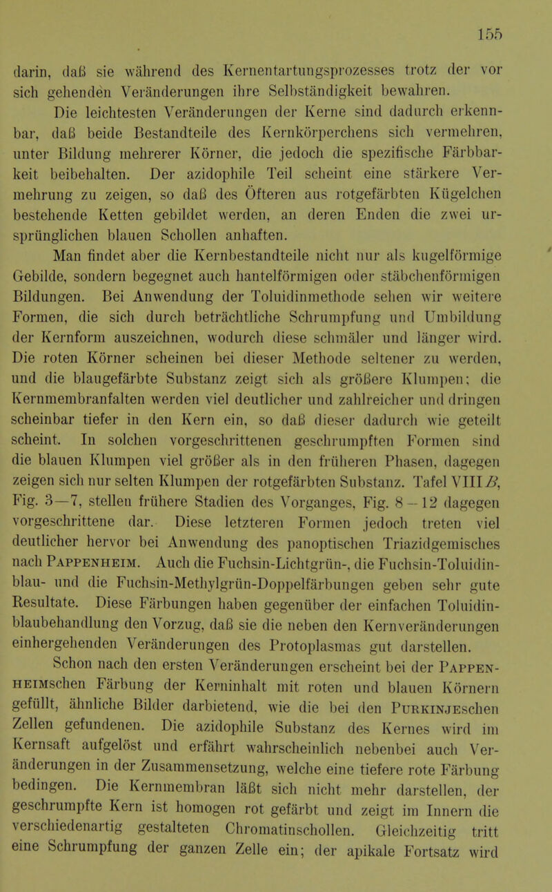 darin, daB sie wahrend des Kernentartungsprozesses trotz der vor sich gehenden Veranderungen ihre Selbstandigkeit bewaliren. Die leichtesten Veranderungen der Kerne sind dadurcli erkenn- bar, daB beide Bestandteile des Kernkorperchens sich vernieliren, unter Bildung melirerer Korner, die jedoch die spezifisclie Farbbar- keit beibehalten. Der azidophile Teil scheint eine starkere Ver- mehrung zu zeigen, so daB des Ofteren aus rotgefarbten Ktigelclien bestehende Ketten gebildet werden, an deren Enden die zwei ur- spriingliclien blauen SchoUen anhaften. Man findet aber die Kernbestandteile niclit nur als kugelformige Gebilde, sondern begegnet auch hantelformigen oder stabchenforniigeu Bildungen. Bei Anwendung der Toluidinniethode selien wir weitere Formen, die sich durch betrachtliche Schrumpfung und Umbildung der Kernform auszeichnen, wodurch diese schmaler und liinger wird. Die roten Korner scheinen bei dieser Methode seltener zu werden, und die blaugefarbte Substanz zeigt sich als groBere Klunipen; die Kernmembranfalten werden viel deutlicher und zaldreicher und dringen scheinbar tiefer in den Kern ein, so daB dieser dadurch wie geteilt scheint. In solchen vorgeschrittenen geschrumpften Formen sind die blauen Klumpen viel groBer als in den friiheren Phasen, dagegen zeigen sich nur selten Klumpen der rotgefarbten Substanz. Tafel VIIIZ^, Fig. 3—7, stellen fruhere Stadien des Vorganges, Fig. 8-12 dagegen vorgeschrittene dar. Diese letzteren Formen jedoch treten viel deutlicher hervor bei Anwendung des panoptischen Triazidgemisches nach Pappenheim. Auch die Fuchsin-Lichtgriin-, die Fuchsin-Toluidin- blau- und die Fuchsin-Methylgriin-Doppelfarbungen geben sehr gute Resultate. Diese Fiirbungen haben gegeniiber der einfachen Toluidin- blaubehandlung den Vorzug, daB sie die neben den Kei-nveranderungen einhergehenden Veranderungen des Protoplasmas gut darstellen. Schon nach den ersten Veranderungen erscheint bei der Pappen- HEiMschen Farbung der Kerninhalt mit roten und blauen Kornern gefiillt, ahnliche Bilder darbietend, wie die bei den PuRKiNjEschen Zellen gefundenen. Die azidophile Substanz des Kernes wird im Kernsaft aufgelost und erfahrt wahrscheinlich nebenbei auch Ver- anderungen in der Zusammensetzung, welche eine tiefere rote Farbung bedingen. Die Kernmembran laBt sich nicht mehr darstellen, der geschrumpfte Kern ist homogen rot gefarbt und zeigt im Innern die verschiedenartig gestalteten Chromatinschollen. Gleichzeitig tritt eine Schrumpfung der ganzen Zelle ein; der apikale Fortsatz wird