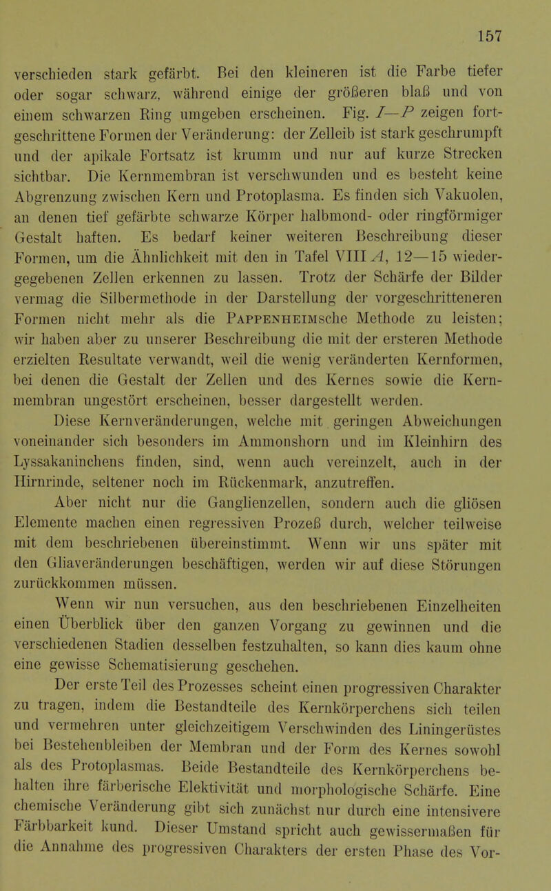 verschieden stark gefarbt. Rei den kleineren ist die Farbe tiefer Oder sogar scliwarz, wahrend einige der groBeren blaB iind von einem schwarzen Ring imigeben erscheinen. Fig. I—P zeigen fort- gesclirittene Formen der Veranderung: der Zelleib ist stark geschrumpft und der apikale Fortsatz ist krumm und nur auf kurze Strecken sichtbar. Die Kernmembran ist verscliwunden und es besteht keine Abgrenzung zwischen Kern und Protoplasma. Es finden sich Vakuolen, an denen tief gefarbte schwarze Korper lialbmond- oder ringformiger Gestalt haften. Es bedarf keiner weiteren Beschreibung dieser Formen, urn die Ahnlichkeit mit den in Tafel VIII12—15 wieder- gegebenen Zellen erkennen zu lassen. Trotz der Scharfe der Bilder vermag die Silbermetliode in der Darstellung dei- vorgeschritteneren Formen niclit mehr als die PAPPENHEiMsche Methode zu leisten; wir haben aber zu unserer Beschreibung die mit der ersteren Methode erzielten Resultate verwandt, weil die wenig veranderten Kernformen, bei denen die Gestalt der Zellen und des Kernes sowie die Kern- membran ungestort erscheinen, besser dargestellt werden. Diese Kernveranderungen, welche mit geringen Abweichungen voneinander sich besonders im Ammonshorn und im Kleinhirn des Lyssakaninchens finden, sind, wenn auch vereinzelt, auch in der Hirnrinde, seltener noch im Riickenmark, anzutreflfen. Aber nicht nur die Gangiienzellen, sondern auch die gliosen Elemente machen einen regressiven ProzeB durch, welcher teilweise mit dem beschriebenen ubereinstimmt, Wenn wir uns spater mit den Gliaveranderungen beschaftigen, werden wir auf diese Storungen zuriickkommen miissen. Wenn wir nun versuchen, aus den beschriebenen Einzelheiten einen Uberbhck iiber den ganzen Vorgang zu gewinnen und die verschiedenen Stadien desselben festzuhalten, so kann dies kaum ohne eine gewisse Schematisierung geschehen. Der erste Teil des Prozesses scheint einen progressive!! Gharakter zu tragen, indem die Bestandteile des Kernkorperchens sich teilen und vermehren unter gleichzeitigem Verschwinden des Liningerustes bei Bestehenbleiben der Membran und der Form des Kernes sowohl als des Protoplasmas. Beide Bestandteile des Kernkorperchens be- halten ihre farberische Elektivitat und moi-phologische Scharfe. Eine chemische Veranderung gibt sich zunachst nur durch eine intensivere Fiirbbarkeit kund. Dieser Umstand spiicht auch gewissermaBen fur die Annahme des progressiven Charakters der ersten Phase des Vor-