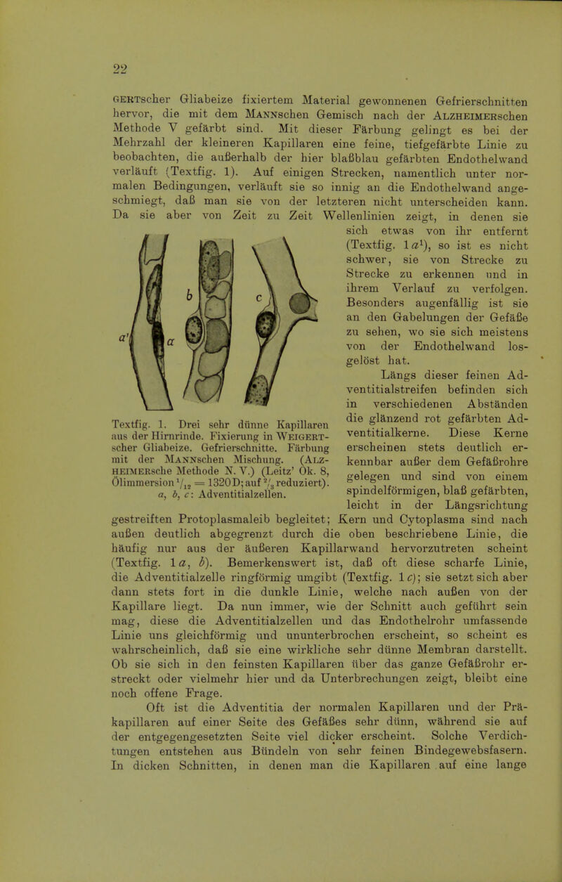 GKRTscher Gliabeize fixiertem Material gewonnenen Gefrierschnitten hervor, die mit dem MANNschen Gemisch nach der ALZHEiMERschen Methode V gefarbt sind. Mit dieser Earbung gelingt es bei der Mehrzabl der kleineren Kapillaren eine feine, tiefgefarbte Linie zu beobachten, die aufierhalb der hier blafiblau gefarbten Endothelwand verlauft (Textfig. 1). Auf einigen Strecken, namentlich unter nor- raalen Bedingungen, verlauft sie so innig an die Endothelwand ange- schmiegt, dafi man sie von der letzteren nicht unterscheiden kann. Da sie aber von Zeit zu Zeit Wellenlinien zeigt, in denen sie sich etwas von ihr entfernt (Textfig. la1), so ist es nicht schwer, sie von Strecke zu Strecke zu erkennen nnd in ibrem Verlauf zu verfolgen. Besonders augenfallig ist sie an den Gabelungen der Gefafie zu sehen, wo sie sich meistens von der Endothelwand los- gelost hat. Langs dieser feinen Ad- ventitialstreifen befinden sich in verschiedenen Abstanden die glanzend rot gefarbten Ad- ventitialkerne. Diese Kerne erscheinen stets deutlich er- kennbar aufier dem Gefafirohre gelegen und sind von einem spindelformigen, blafi gefarbten, leicht in der Langsrichtung gestreiften Protoplasmaleib begleitet; Kern und Cytoplasma sind nach aufien deutlich abgegrenzt durch die oben beschriebene Linie, die haufig nur aus der aufieren Kapillarwand hervorzutreten scheint (Textfig. la, b). Bemerkenswert ist, dafi oft diese scharfe Linie, die Adventitialzelle ringformig umgibt (Textfig. lc); sie setzt sich aber dann stets fort in die dunkle Linie, welche nach aufien von der Kapillare liegt. Da nun immer, wie der Schnitt auch gefuhrt sein mag, diese die Adventitialzellen und das Endothelrohr umfassende Linie uns gleichformig und ununterbrochen erscheint, so scheint es wahrscheinlich, dafi sie eine wirkliche sehr dunne Membran darstellt. Ob sie sich in den feinsten Kapillaren iiber das ganze Gefafirohr er- streckt oder vielmehr hier und da Unterbrechungen zeigt, bleibt eine noch offene Frage. Oft ist die Adventitia der normalen Kapillaren und der Pra- kapillaren auf einer Seite des Gefafies sehr diinn, wahrend sie auf der entgegengesetzten Seite viel dicker erscheint. Solche Verdich- tungen entstehen aus Biindeln von sehr feinen Bindegewebsfasern. In dicken Schnitten, in denen man die Kapillaren auf eine lange Textfig. 1. Drei sehr diinne Kapillaren aus der Hirnrinde. Fixierung in Weigert- scher Gliabeize. Gefrierschnitte. Farbung rait der MANNschen Mischung. (Alz- HEiMERsche Methode N. V.) (Leitz' Ok. 8, Olimmersion x/ia = 1320D; auf *L reduziert). a, b, c: Adventitialzellen.