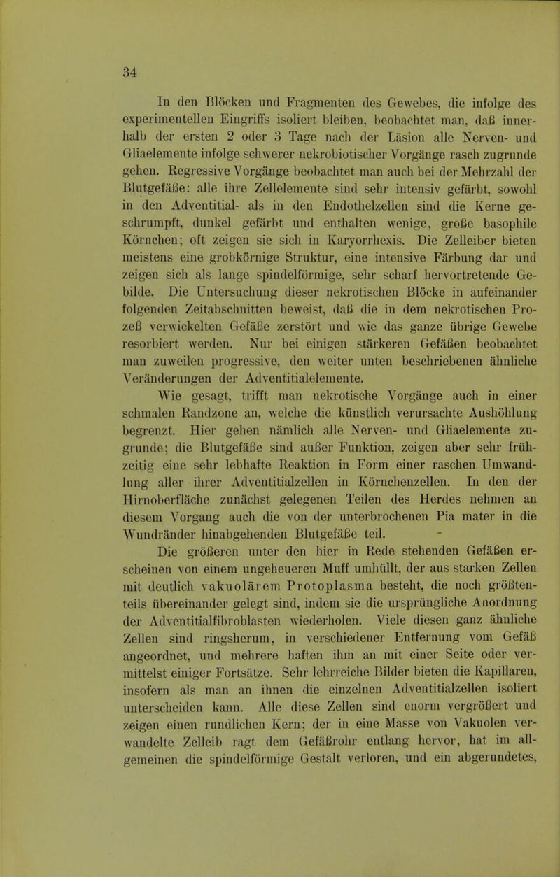 In den Blocken und Fragmenten des Gewebes, die infolge des experimentellen Eingriffs isoliert bleiben, beobachtet man, da6 inner- halb der ersten 2 oder 3 Tage nacli der Lasion alle Nerven- und Gliaelemente infolge schwerer nekrobiotischer Vorgange rasch zugrunde gehen. Regressive Vorgange beobachtet man audi bei der Mehrzahl der BlutgefaBe: alle ihre Zellelemente sind sehr intensiv gefarbt, sowohl in den Adventitial- als in den Endothelzellen sind die Kerne ge- schrumpft, dunkel gefarbt und cnthalten wenige, groJBe basopliile Kornchen; oft zeigen sie sich in Karyorrhexis. Die Zelleiber bieten meistens eine grobkornige Struktur, eine intensive Farbung dar und zeigen sich als lange spindelformige, sehr scharf hervortretende Ge- bilde. Die Untersuchung dieser nekrotisehen Blocke in aufeinander folgenden Zeitabschnitten beweist, daB die in dem nekrotisehen Pro- zeB verwickelten Gefafie zerstort und wie das ganze iibrige Gewebe resorbiert werden, Nur bei einigen starkeren GefaBen beobachtet man zuweilen progressive, den weiter unten beschriebenen ahnliche Ver&nderungen der Adventitialelemente. Wie gesagt, trifft man nekrotische Vorgange auch in einer schmalen Randzone an, welche die kiinstlich verursachte Aushohlung begrenzt. Hier gehen namlich alle Nerven- und Gliaelemente zu- grunde; die BlutgefaBe sind aufier Funktion, zeigen aber sehr friih- zeitjig eine sehr lebhafte Reaktion in Form einer raschen Urn wand- lung aller ihrer Adventitialzellen in Kornchenzellen. In den der Ilirnoberflache zunachst gelegenen Teilen des Herdes nehmen an diesem Vorgang auch die von der unterbrochenen Pia mater in die Wundrander hinabgehenden BlutgefaBe teil. Die groBeren unter den hier in Rede stehenden GefaBen er- scheinen von einem ungeheueren Muff umhiillt, der aus starken Zellen rait deutlich vakuolarem Protoplasma besteht, die noch groBten- teils iibereinander gelegt sind, indem sie die ursprungliche Anordnung der Adventitialfibroblasten wiederholen. Viele diesen ganz ahnliche Zellen sind ringsherum, in verschiedener Entfernung vom GefaB angeordnet, und mehrere haften ihm an mit einer Seite oder ver- niittelst einiger Fortsatze. Sehr lehrreiche Bilder bieten die Kapillaren, insofern als man an ihnen die einzelnen Adventitialzellen isoliert unterscheiden kann. Alle diese Zellen sind enorm vergroBert und zeigen einen rundlichen Kern; der in eine Masse von Vakuolen ver- wandelte Zelleib ragt dem GefaBrohr entlang hervor, hat im all- gemeinen die spindelformige Gestalt verloren, und ein abgerundetes,