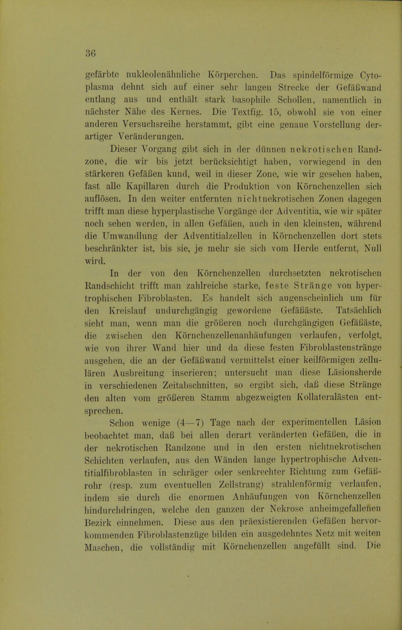 gefarbte nukleolenahnliche Korperchen. Das spindelformige Cyto- plasms dehnt sicli auf einer sehr langen Strecke der GefaBwand entlang aus und enthalt stark basopliile Schollen, namentlich in nachster Nalie des Kernes. Die Textfig. 15, obwohl sie von einer anderen Versucbsreihe herstammt, gibt eine genaue Vorstellung der- artiger Veranderungen. Dieser Vorgang gibt sich in der diinnen nekrotischen Rand- zone, die wir bis jetzt berucksichtigt haben, vorwiegend in den starkeren GefaBen kund, weil in dieser Zone, wie wir gesehen haben, fast alle Kapillaren durch die Produktion von Kornchenzellen sich auflosen. In den weiter entfernten nichtnekrotischen Zonen dagegen trifft man diese hyperplastische Vorgange der Adventitia, wie wir spater noch sehen werden, in alien GefaBen, auch in den kleinsten, wahrend die Umwandlnng der Adventitialzellen in Kornchenzellen dort stets beschrankter ist, bis sie, je melir sie sich vom Herde entfernt, Null wird. In der von den Kornchenzellen durchsetzten nekrotischen Randschicht trifft man zahlreiche starke, feste Strange von hyper- trophischen Fibroblastcn. Es handelt sich augensclieinlich urn fur den Kreislauf undurchgangig gewordene Gefafiaste. Tatsachlich sieht man, wenn man die groBeren noch durchgangigen GefaBaste, die zwischen den KSrnchenzellenanhaufungen verlaufen, verfolgt, wie von Hirer Wand hier und da diese festen Fibroblastenstrange ausgehen, die an der GefaBwand vermittelst einer keilformigen zellu- laren Ausbreitung inserieren; untersucht man diese Lasionsherde in verschiedenen Zeitabschnitten, so ergibt sich, daB diese Strange den alten vom grofieren Stamm abgezweigten Kollateralasten ent- sprechen. Sclion wenige (4—7) Tage nach der experimentellen Lasion beobachtet man, daB bei alien derart veranderten GefaBen, die in der nekrotischen Randzone und in den ersten nichtnekrotischen Schichten verlaufen, aus den Wanden lange hypertrophische Adven- titialfibroblasten in schrager oder senkrechter Richtung zum GefaB- rohr (resp. zum eventuellen Zellstrang) strahlenformig verlaufen, indem sie (lurch die enormen Anhaufungen von Kornchenzellen hindurchdringen, welche den ganzcn der Nekrose anheimgefallefien Bezirk einnehmen. Diese aus den praexistierenden Gefafien hervor- kommenden Fibroblastenziige bilden ein ausgedehntes Netz mil weiten Maschen, die vollstandig mat Kornchenzellen angefullt sind. Die