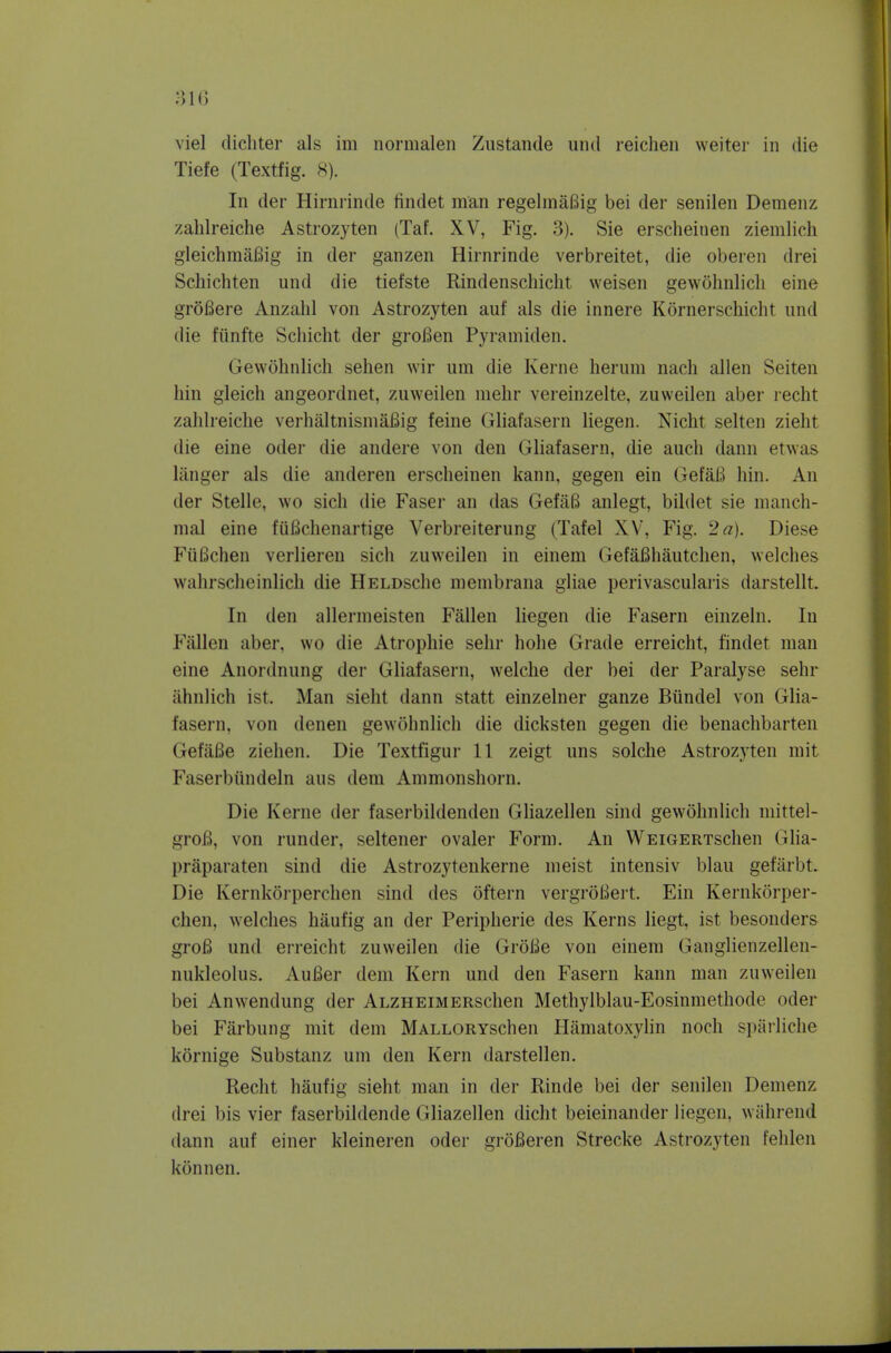 :n(3 viel dichter als im normalen Zustaiide und reichen welter in die Tiefe (Textfig. 8). In der Hirnrinde findet man regelmaBig bei der senilen Demenz zahlreiche Astrozyten (Taf. XV, Fig. 3), Sie erscheinen ziemlich gleichmaBig in der ganzen Hirnrinde verbreitet, die oberen drei Schichten und die tiefste Rindenscliicht weisen gewolinlicli eine groBere Anzalil von Astrozyten auf als die innere Kornerschicht und die funfte Schicht der groBen Pyraniiden. Gewolinlich sehen wir urn die Kerne herum nach alien Seiten bin gleich angeordnet, zuweilen mebr vereinzelte, zuweilen aber recht zahlreiche verhaltnismaBig feine Gliafasern liegen. Nicht seiten zielit die eine oder die andere von den Gliafasern, die auch dann etwas liinger als die anderen erscheinen kann. gegen ein GefaB hin. An der Stelle, wo sich die Faser an das GefitB anlegt, bildet sie nianch- nial eine fiiBchenartige Verbreiterung (Tafel XV, Fig. 2 a). Diese FiiBchen verlieren sich zuweilen in einem GefaBhautchen, welches wahrscheinlich die HsLDsche membrana gliae perivascularis darstellt. In den allernieisten Fallen liegen die Fasern einzeln. In Fallen aber, wo die Atrophie selir hohe Grade erreicht, findet man eine Anordnung der Gliafasern, welche der bei der Paralyse sehr ahnlich ist. Man sieht dann statt einzelner eanze Bundel von Glia- fasern, von denen gewohnlich die dicksten gegen die benachbarten GefiiBe Ziehen. Die Textfigur 11 zeigt uns solche Astrozyten niit Faserbiindeln aus dem Ammonshorn. Die Kerne der faserbildenden Gliazellen sind gewohnlich mittel- groB, von runder, seltener ovaler Form. An WEiGERTschen Gha- praparaten sind die Astrozyteukerne meist intensiv blau gefarbt. Die Kernkoi-perchen sind des oftern vergroBert. Ein Kernkorper- chen, welches haufig an der Peripherie des Kerns liegt, ist besonders groB und erreicht zuweilen die GroBe von einem Ganglienzellen- nukleolus. AuBer dem Kern und den Fasern kann man zuweilen bei Anwendung der ALZHEiMERSchen Methylblau-Eosinmethode oder bei Farbung mit dem MALLORYSchen Hamatoxylin noch sparliche kornige Substanz um den Kern darstellen. Recht haufig sieht man in der Rinde bei der senilen Demenz drei bis vier faserbildende Gliazellen dicht beieinander liegen, wiihrend dann auf einer kleineren oder grofieren Strecke Astrozyten fehlen konnen.