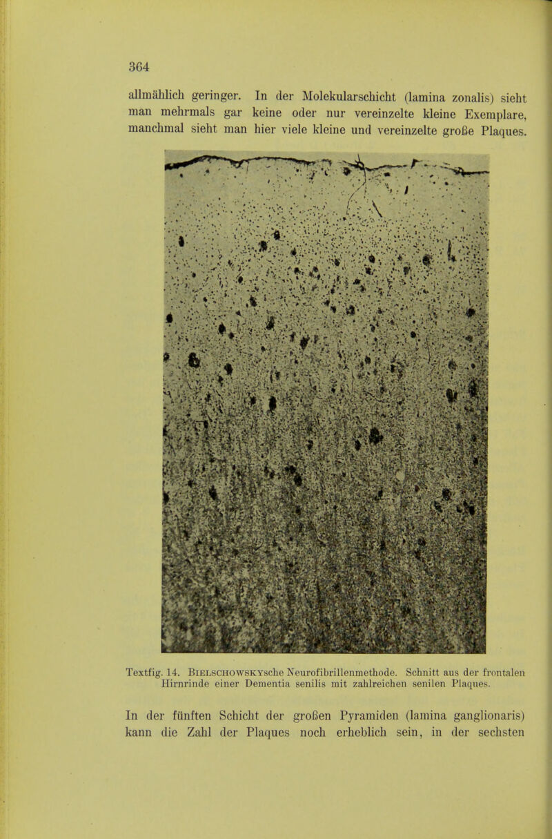allmahlich geringer. In der Molekularschicht (lamina zonalis) sieht man mehrmals gar keine oder nur vereinzelte kleine Exemplare, manchmal sieht man hier viele kleine und vereinzelte groBe Plaques. Textfig. 14. BiELSCHOWSKYsche Neurofibrillenmethode. Schnitt aus der frontalen Hirnrinde einer Dementia senilis mit zahlreichen senilen Plaques. In der fiinften Schicht der groBen Pyramiden (lamina ganglionaris) kann die Zahl der Plaques noch erheblich sein, in der sechsten