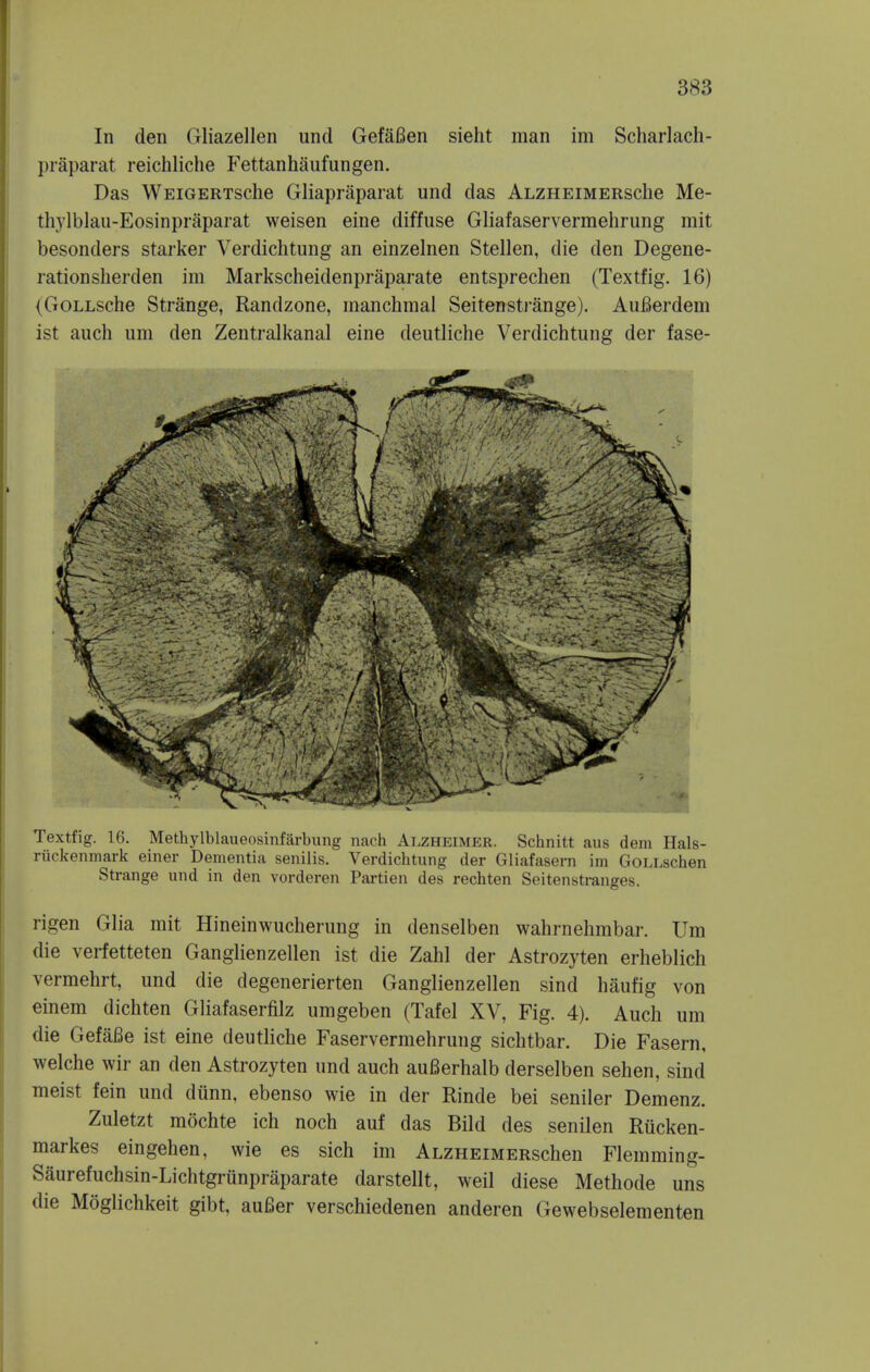 In den Gliazellen und GefaBen sieht man im Scharlach- praparat reichliche Fettanhaufungen. Das WEiGERTSche Gliapraparat und das ALZHEiMERsche Me- thylblau-Eosinpraparat weisen eine diffuse Gliafaservermehrung mit besonders starker Verdichtung an einzelnen Stellen, die den Degene- rationsherden im Markscheidenpraparate entsprechen (Textfig. 16) (GoLLSche Strange, Randzone, manchmal Seitenstrange). AuBerdem ist audi um den Zentralkanal eine deutliche Verdichtung der fase- rigen Glia mit Hineinwucherung in denselben wahrnelimbar. Um die verfetteten Ganglienzellen ist die Zahl der Astrozyten erheblich vermehrt, und die degenerierten Ganglienzellen sind haufig von einem dichten Gliafaserfilz umgeben (Tafel XV, Fig. 4). Auch um die GefaBe ist eine deutliche Faservermehrung sichtbar. Die Fasern, welche wir an den Astrozyten und auch auBerhalb derselben sehen, sind meist fein und dunn, ebenso wie in der Rinde bei seniler Demenz. Zuletzt mochte ich noch auf das Bild des senilen Rucken- markes eingehen, wie es sich im ALZHEiMERschen Flemming- Saurefuchsin-Lichtgriinpraparate darstellt, weil diese Methode uns die Moglichkeit gibt, auBer verschiedenen anderen Gewebselementen