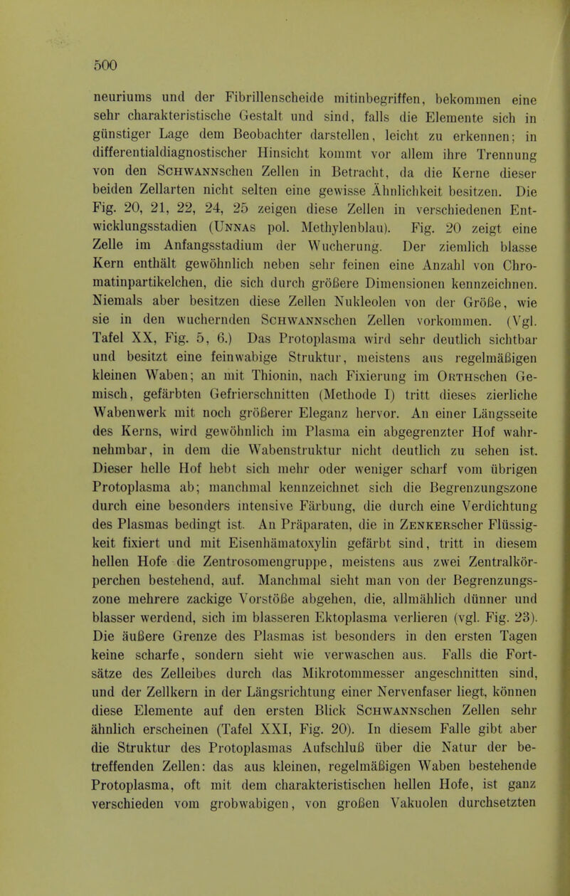 neuriums und der Fibrillenscheide mitinbegriffen, bekommen eine sehr charakteristische Gestalt und sind, falls die Eleraente sich in gunstiger Lage dem Beobachter darstellen, leicht zu erkennen; in differentialdiagnostischer Hinsicht kommt vor allem ihre Trennung von den ScHWANNschen Zellen in Betracht, da die Kerne dieser beiden Zellarten nicht selten eine gevvisse Ahnlichkeit besitzen. Die Fig. 20, 21, 22, 24, 25 zeigen diese Zellen in verschiedenen Ent- wicklungsstadien (Unnas pol. Methylenblau). Fig. 20 zeigt eine Zelle im Anfangsstadium der Wucherung. Der ziemlich blasse Kern enthalt gewohnlich neben sehr feinen eine Anzahl von Chro- matinpartikelchen, die sich durch groBere Dimensionen kennzeichnen. Niemals aber besitzen diese Zellen Nukleolen von der GroBe, wie sie in den wuchernden ScHWANNschen Zellen vorkommen. (Vgl. Tafel XX, Fig. 5, 6.) Das Protoplasma wird sehr deutlich sichtbar und besitzt eine feinwabige Struktur, ineistens aus regelmaBigen kleinen Waben; an mit Thionin, nach Fixierung im ORTHschen Ge- misch, gefarbten Gefrierschnitten (Methode I) tritt dieses zierliche Wabenvverk mit noch groBerer Eleganz hervor. An einer Langsseite des Kerns, wird gewohnlich im Plasma ein abgegrenzter Hof wahr- nehmbar, in dem die Wabenstruktur nicht deutlich zu sehen ist. Dieser helle Hof hebt sich mehr oder weniger scharf vom iibrigen Protoplasma ab; manchmal kennzeichnet sich die Begrenzungszone durch eine besonders intensive Farbung, die durch eine Verdichtung des Plasmas bedingt ist. An Praparaten, die in ZENKERscher Fliissig- keit fixiert und mit Eisenhamatoxylin gefarbt sind, tritt in diesem hellen Hofe die Zentrosomengruppe, meistens aus zwei Zentralkor- perchen bestehend, auf. Manchmal sieht man von der Begrenzungs- zone mehrere zackige VorstoBe abgehen, die, allmahlich diinner und blasser werdend, sich im blasseren Ektoplasma verlieren (vgl. Fig. 23). Die auBere Grenze des Plasmas ist besonders in den ersten Tagen keine scharfe, sondern sieht wie verwaschen aus. Falls die Fort- satze des Zelleibes durch das Mikrotommesser angeschnitten sind, und der Zellkern in der Langsrichtung einer Nervenfaser liegt, konnen diese Elemente auf den ersten Blick ScHWANNschen Zellen sehr ahnlich erscheinen (Tafel XXI, Fig. 20). In diesem Falle gibt aber die Struktur des Protoplasmas AufschluB iiber die Natur der be- treffenden Zellen: das aus kleinen, regelmaBigen Waben bestehende Protoplasma, oft mit dem charakteristischen hellen Hofe, ist ganz verschieden vom grobwabigen, von groBen Vakuolen durchsetzten